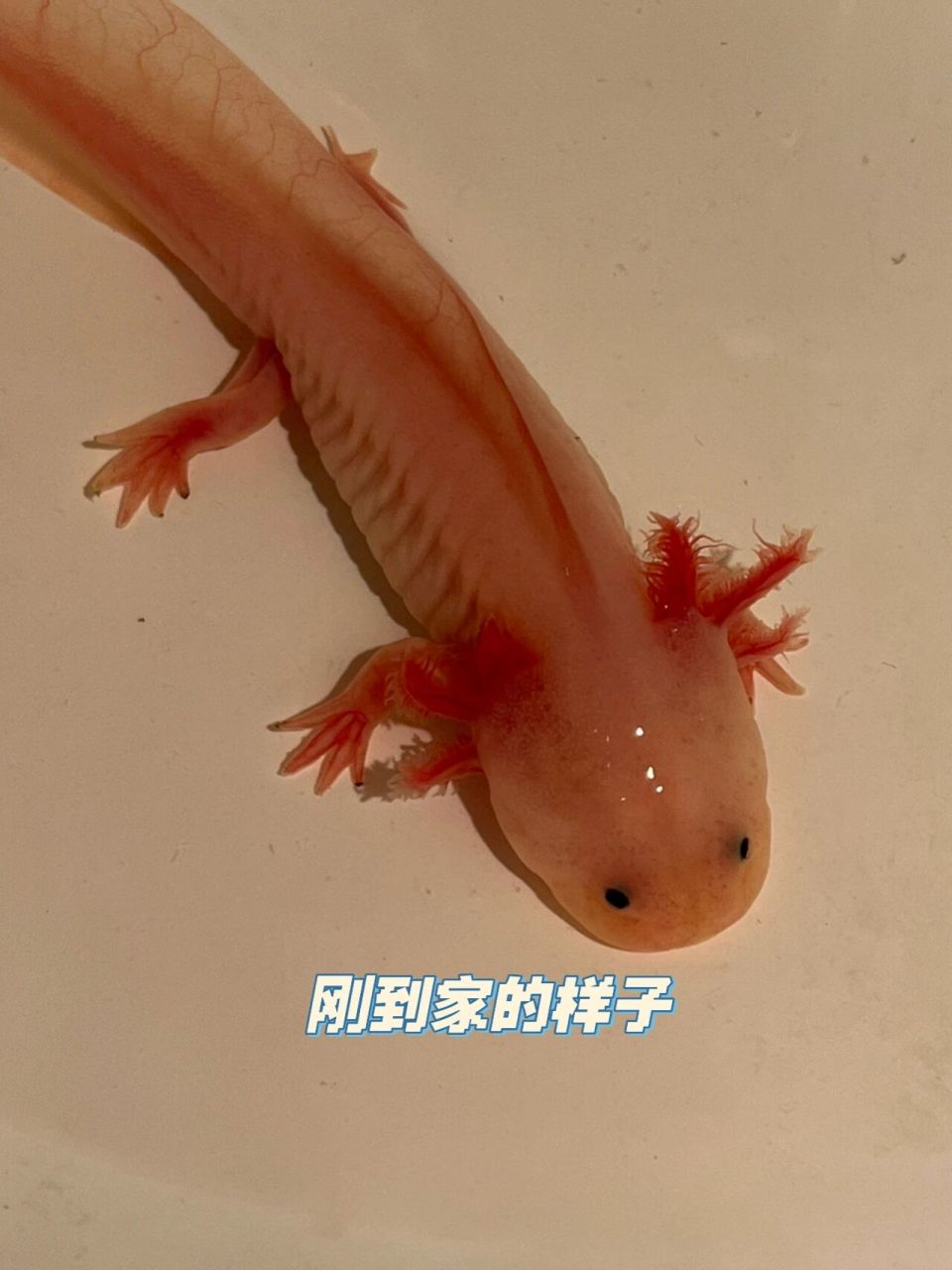 分享一组六角恐龙鱼  六角逆子也太好养了吧,除了巨能吃没啥毛病