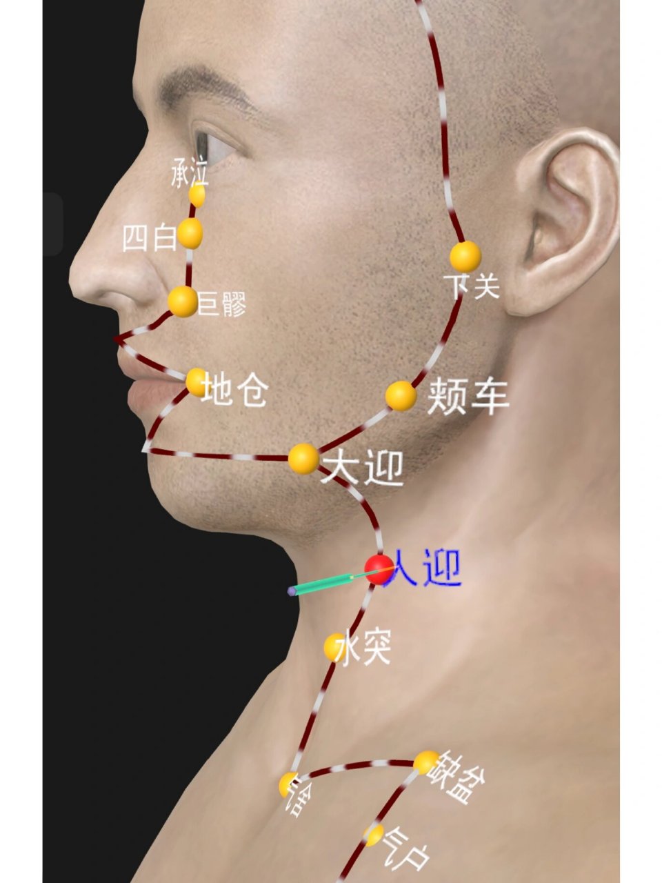 阳维脉的准确位置图片图片