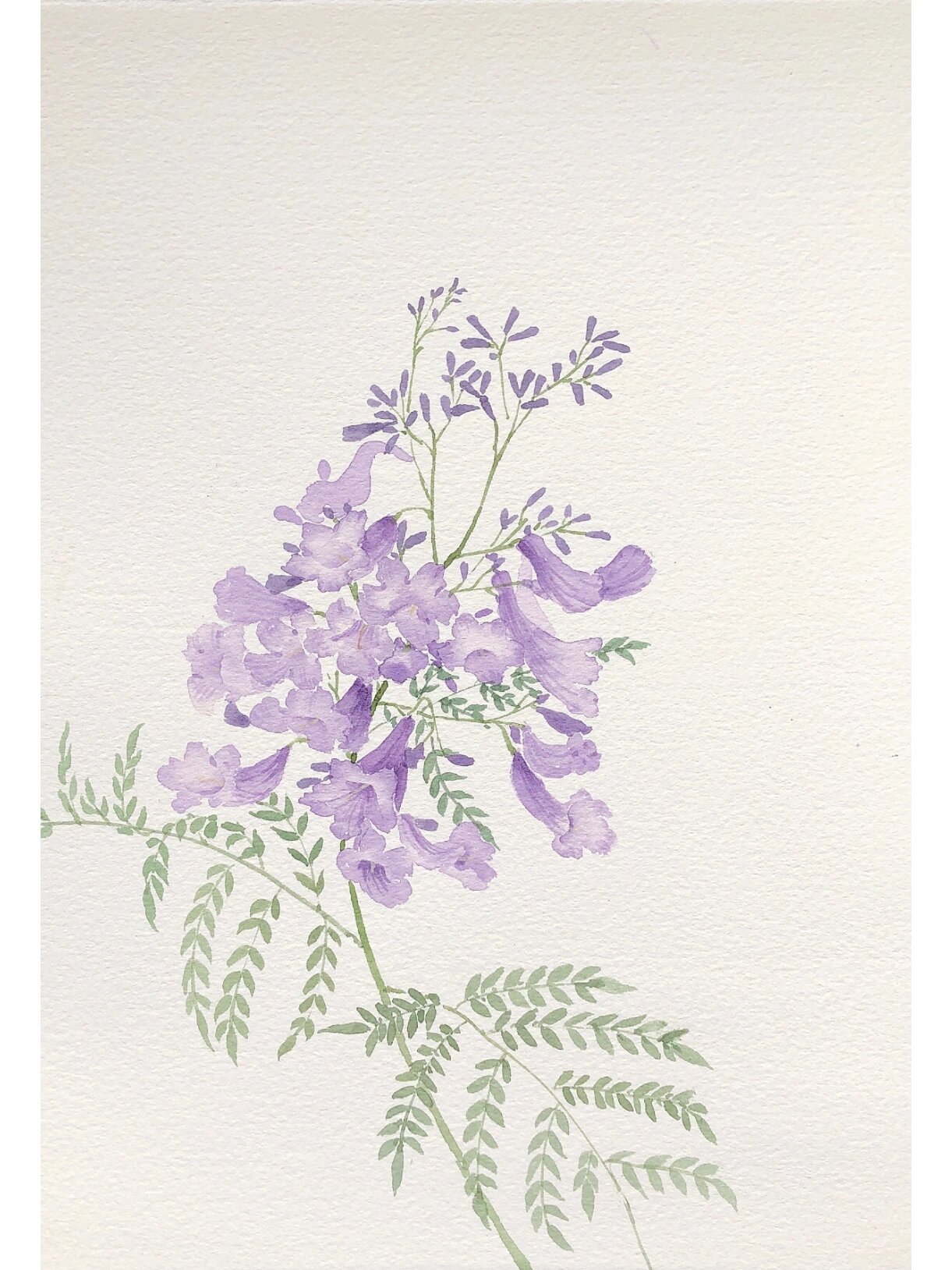 手绘水彩画蓝花楹 白天和晚上两种不同的颜色