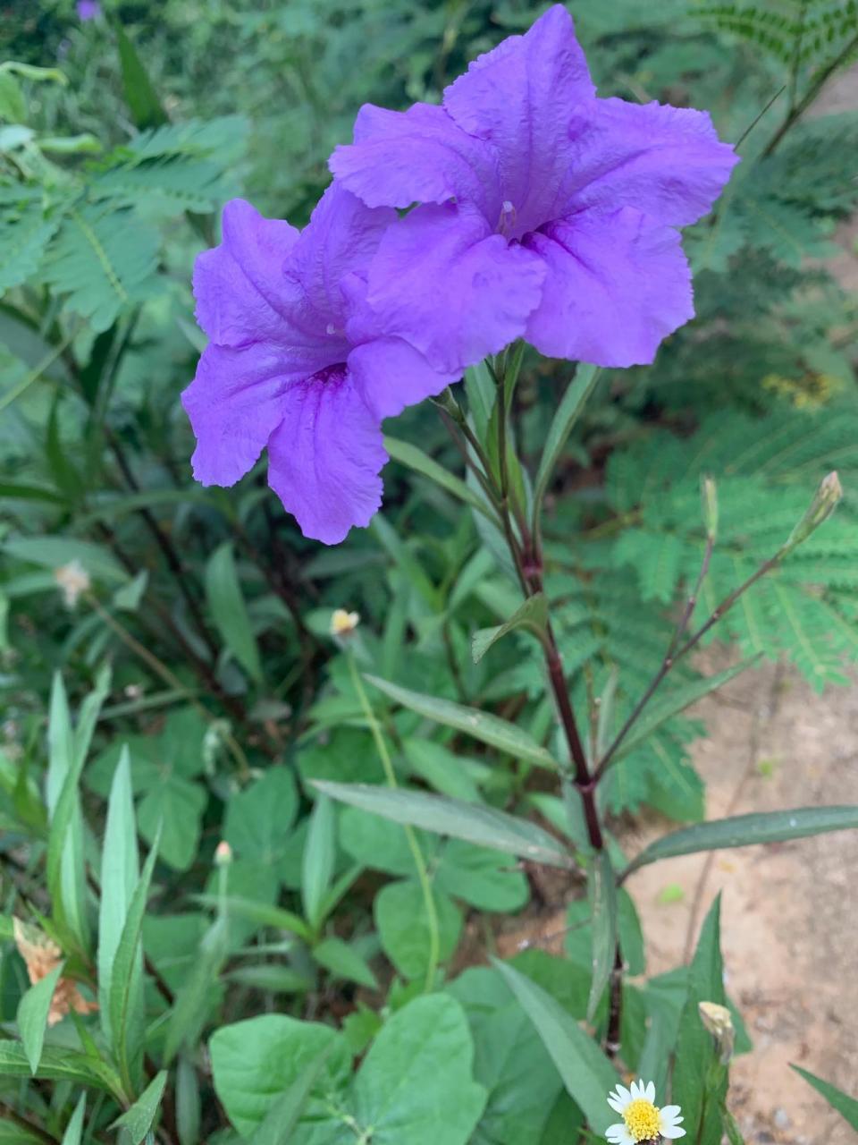 海南五指山这两朵花相依相偎,好像并蒂花一样.它们的花语是什么呢?