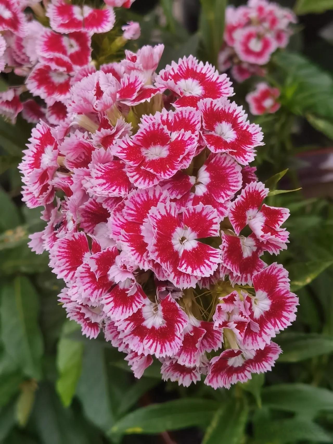 石竹现在正处于花期. 石竹是石竹科石竹属多年生草本