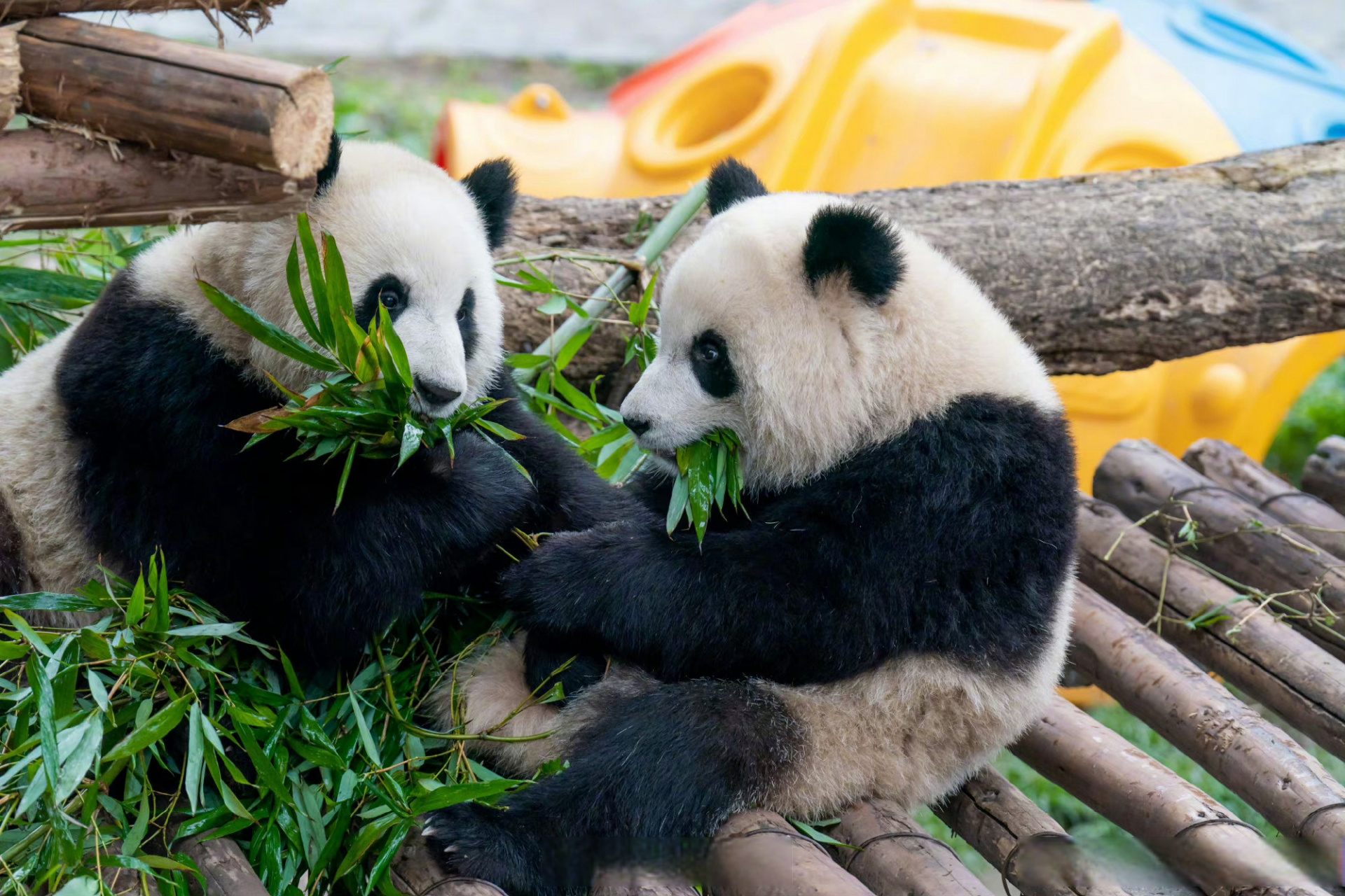 大熊猫喜悦超话图片