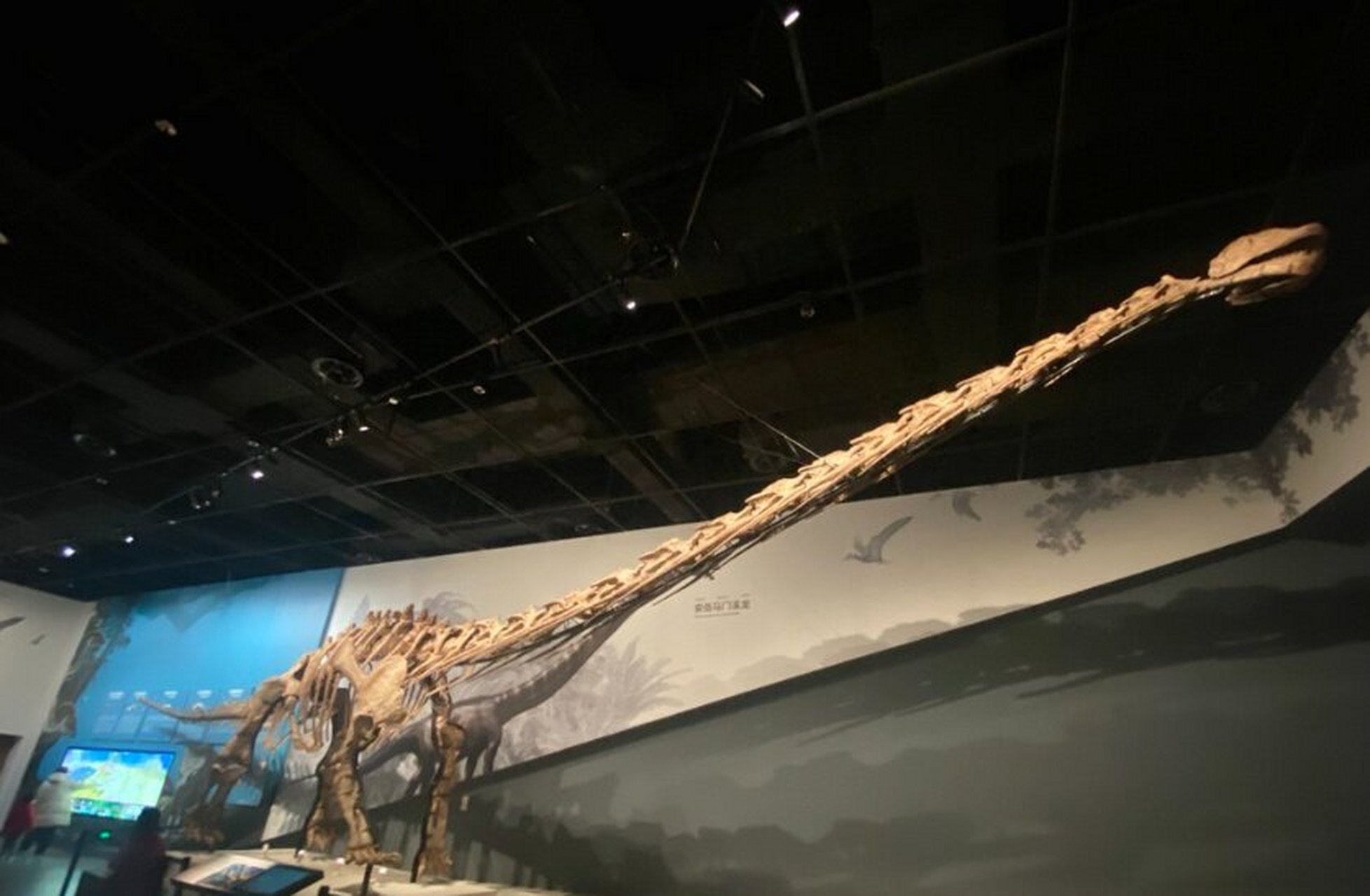 成都自然博物馆镇馆之宝——合川马门溪龙 恐龙可以说是成都自然博物