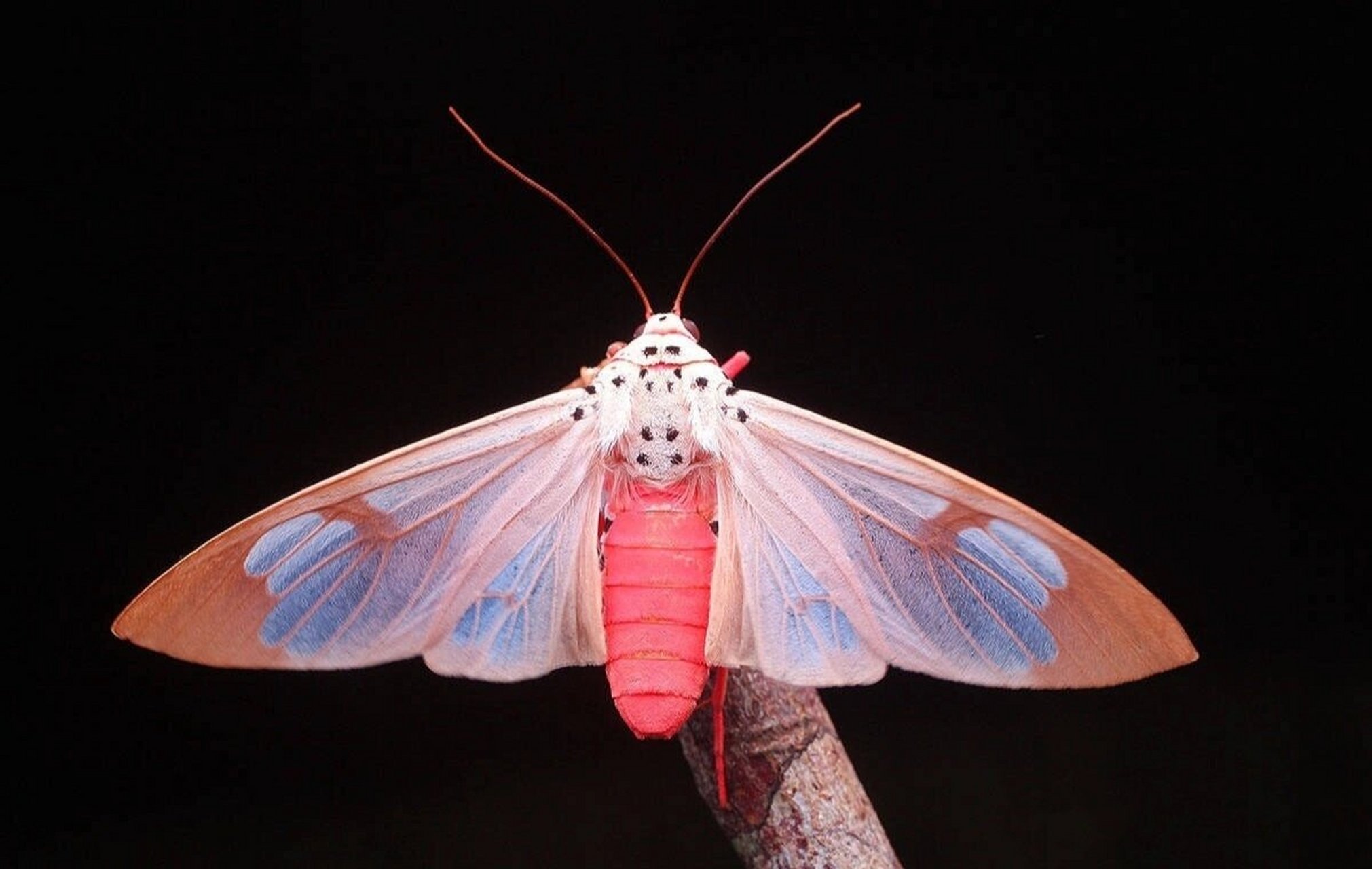 最美的翅膀(恐虫慎入) 一种灯蛾,资料太少没有找到,但是太好看了还是