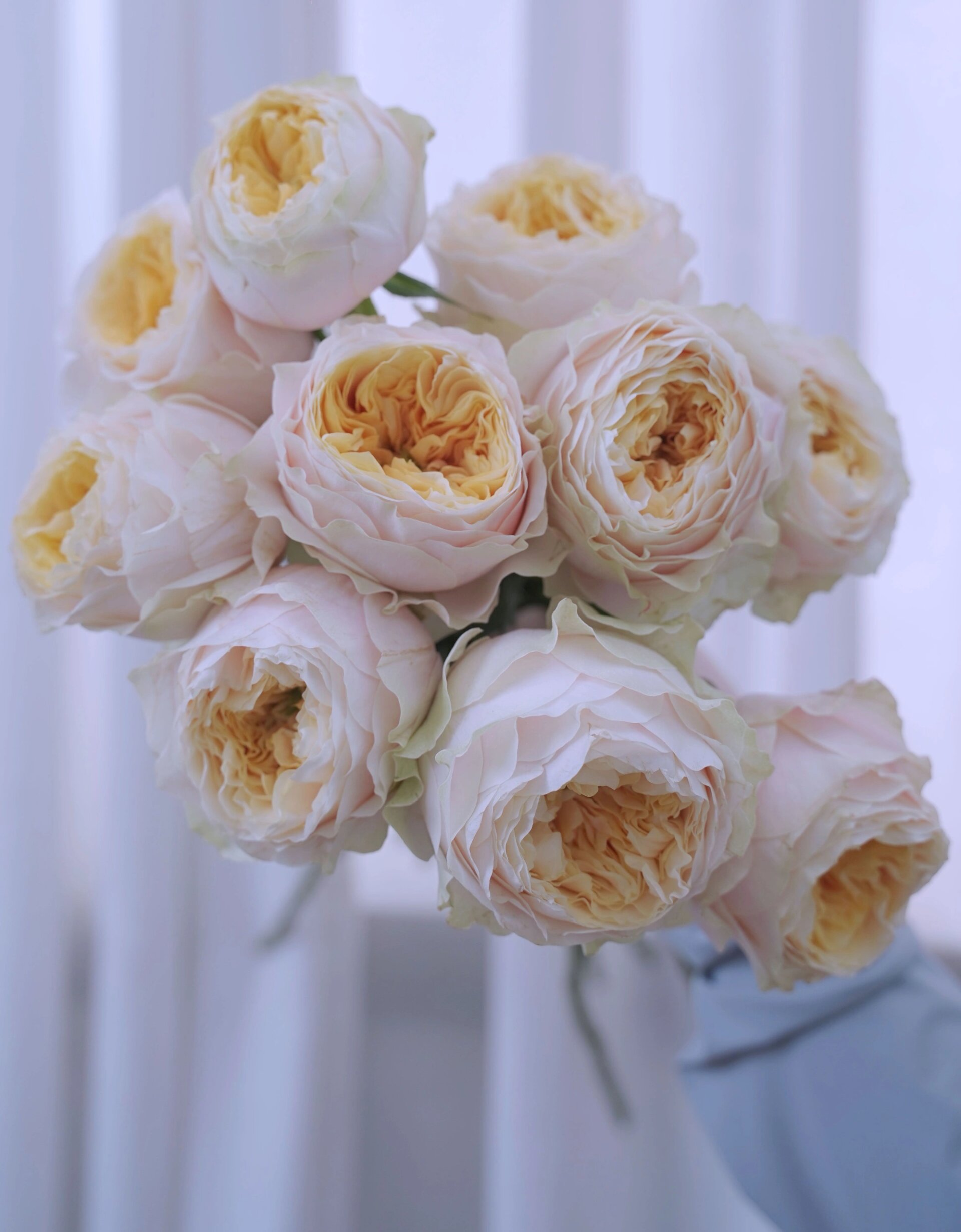 每天认识一种花4|95特蕾莎