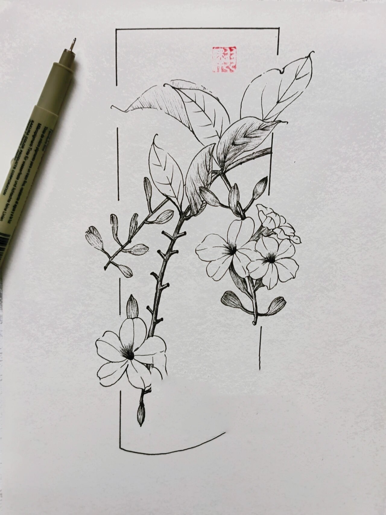 每日一画 植物速写