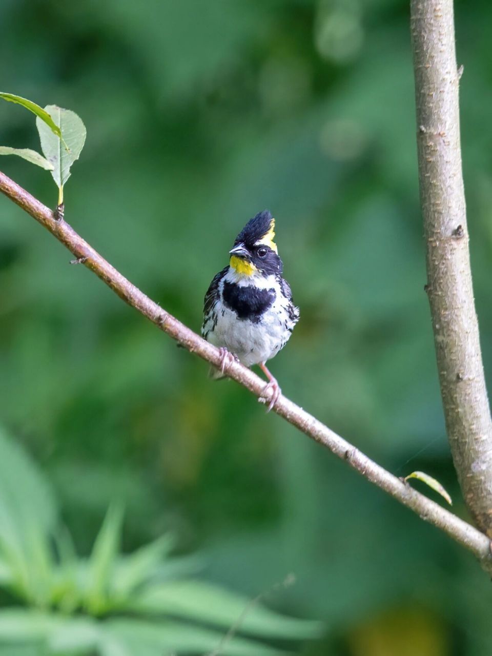 头顶金黄凤冠的黄喉鹀(wú) 野外原创拍摄 	 黄喉鹀,雀形目鹀科鹀属