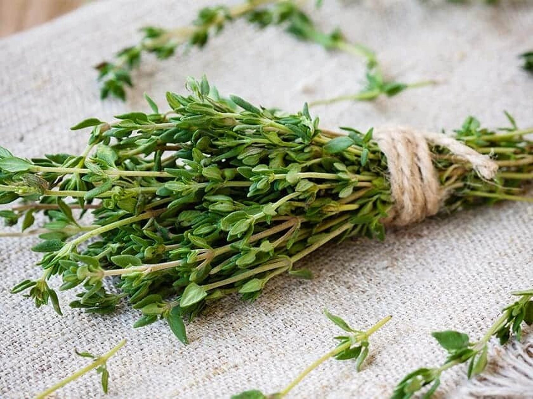 每天一个膳食补充剂#百里香 百里香是一种高度不超过三十厘米的芳香