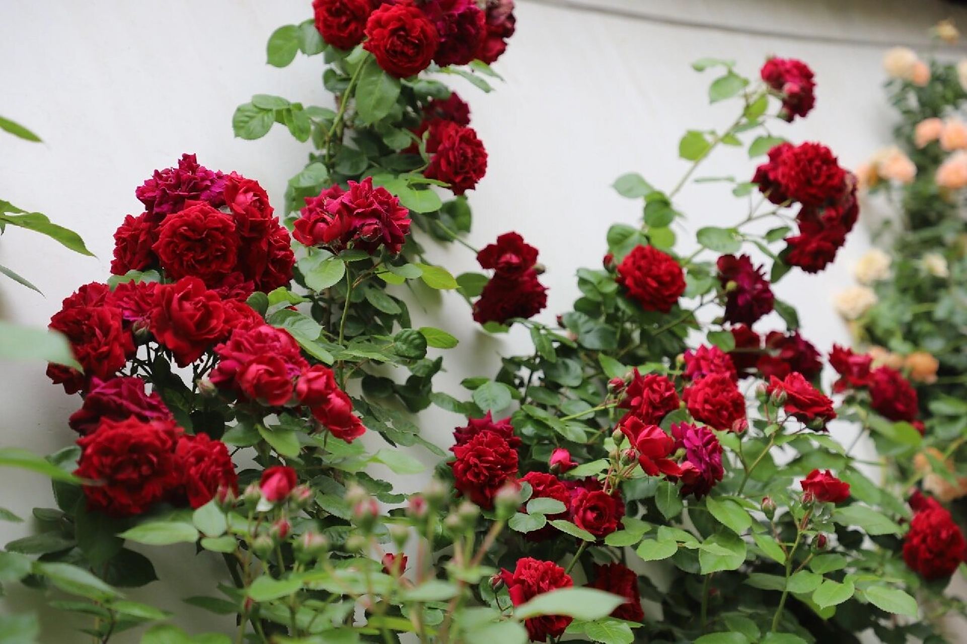 藤本月季海格瑞 听花友说这颗月季叫海格瑞,她的红是一种带黑的红,很