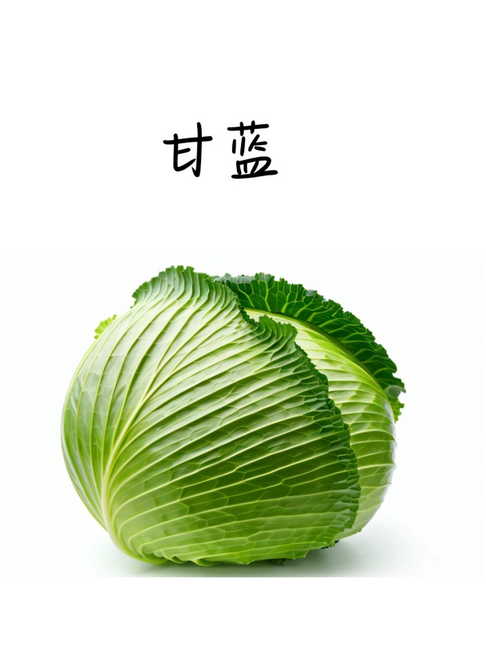 甘蓝图片02蔬菜 979797 甘蓝,又称卷心菜,洋白菜,是一种十字