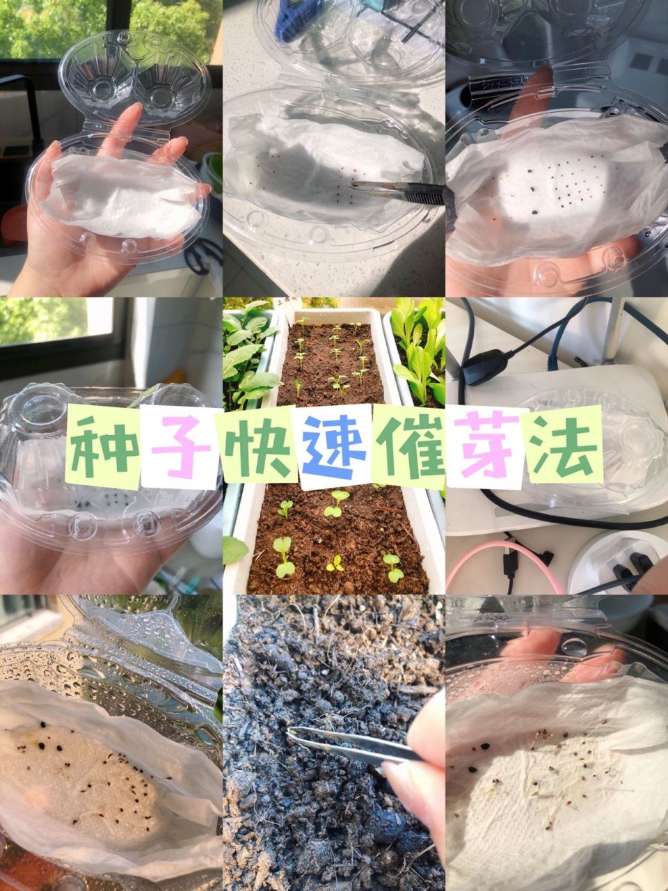 种子纸巾催芽法 新手种菜避坑 高手支招 姐妹们 最近蔬菜稀缺 刮起了