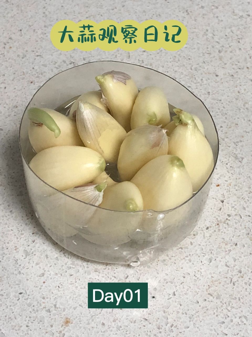 大蒜观察日记  观察日记 学校作业 第一周:天生长迅速,一天一个样,张