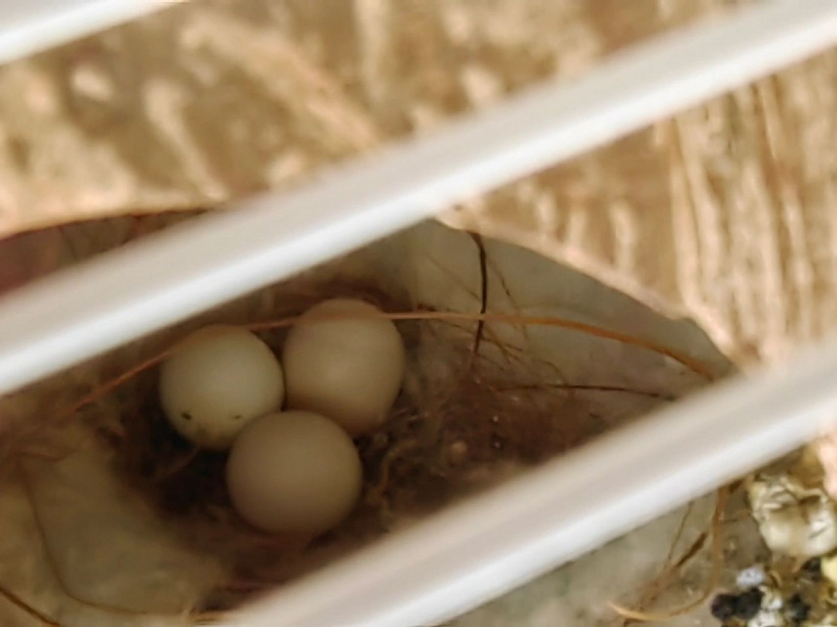 第一次下的珍珠鸟蛋能孵出来吗?