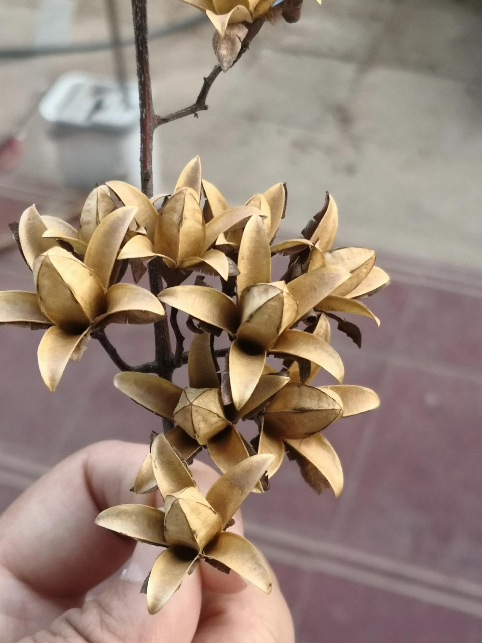 问学园林的妹妹认识不,她说不认识. 老爸说这是香椿的花和种子.