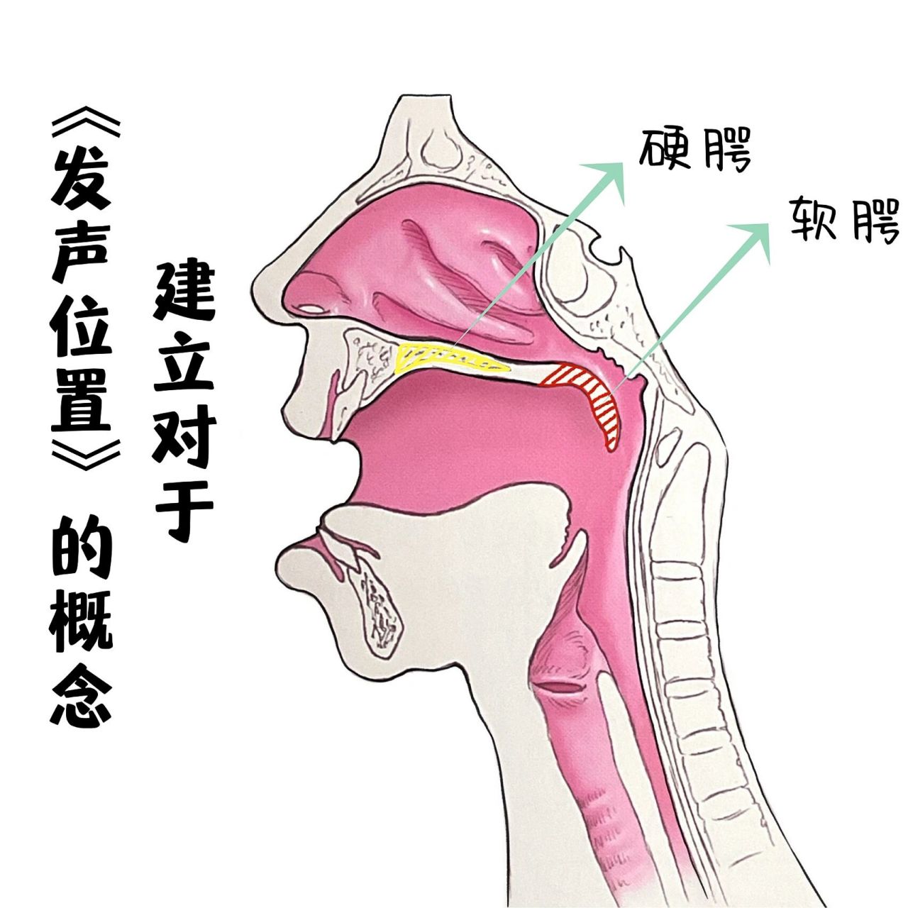 "靠前"和"靠后" | 收藏学习 今天带同学们建立对于《发声位置》的概念