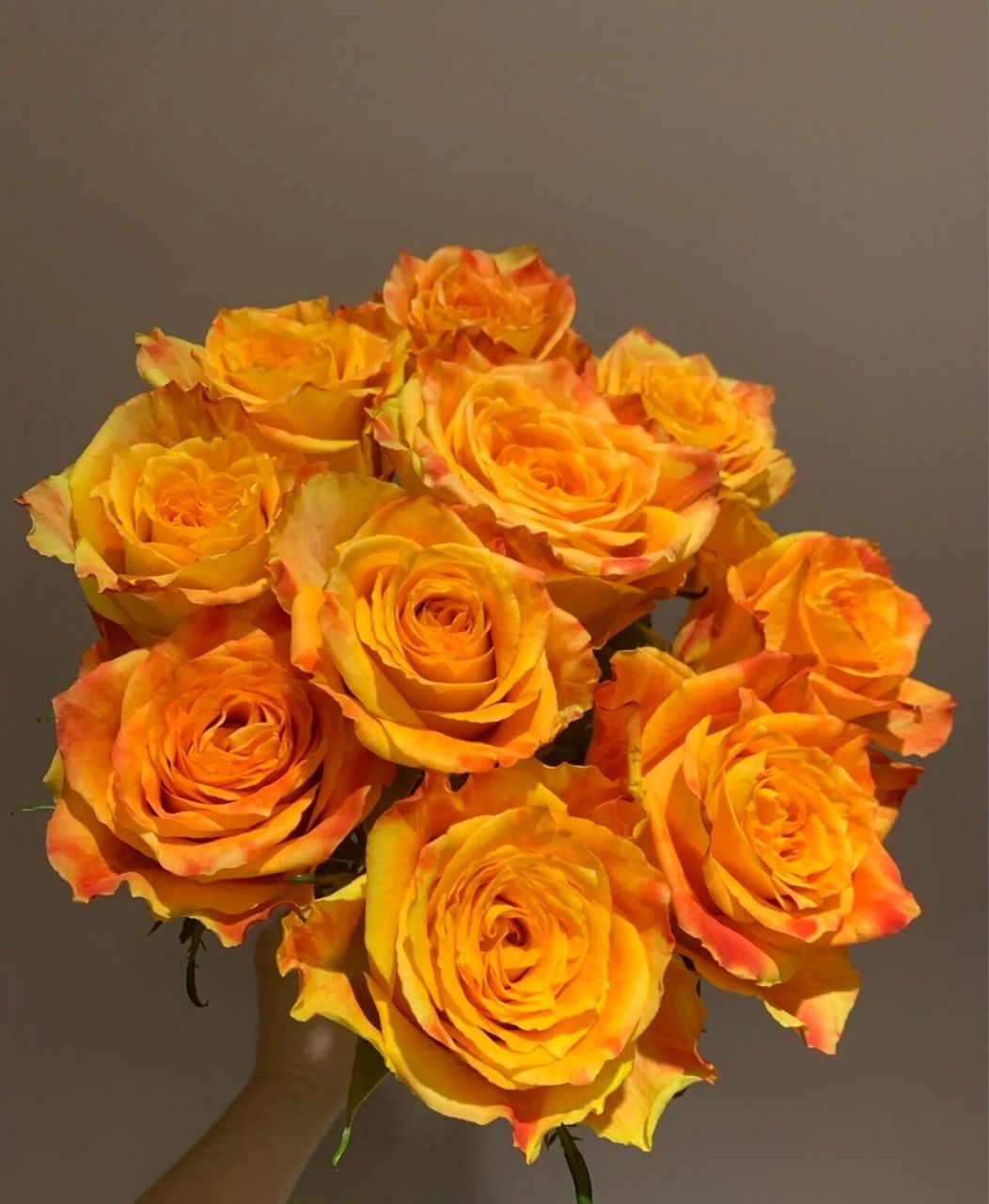 每天认识一种花--欢乐颂玫瑰 高端玫瑰欢乐颂 热情洋溢的颜色,是橙色