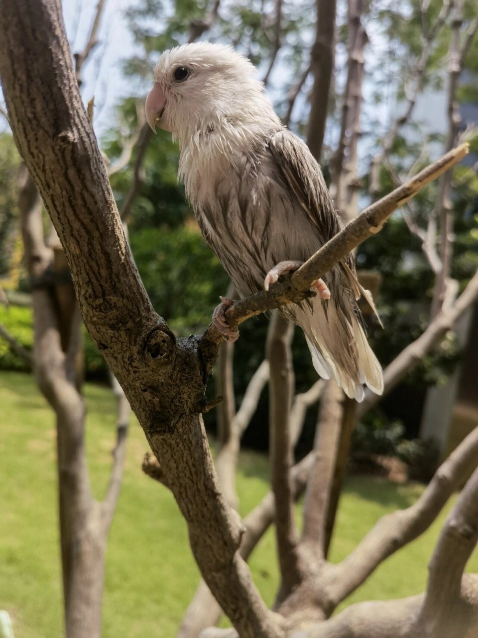 墨色牡丹鹦鹉图片