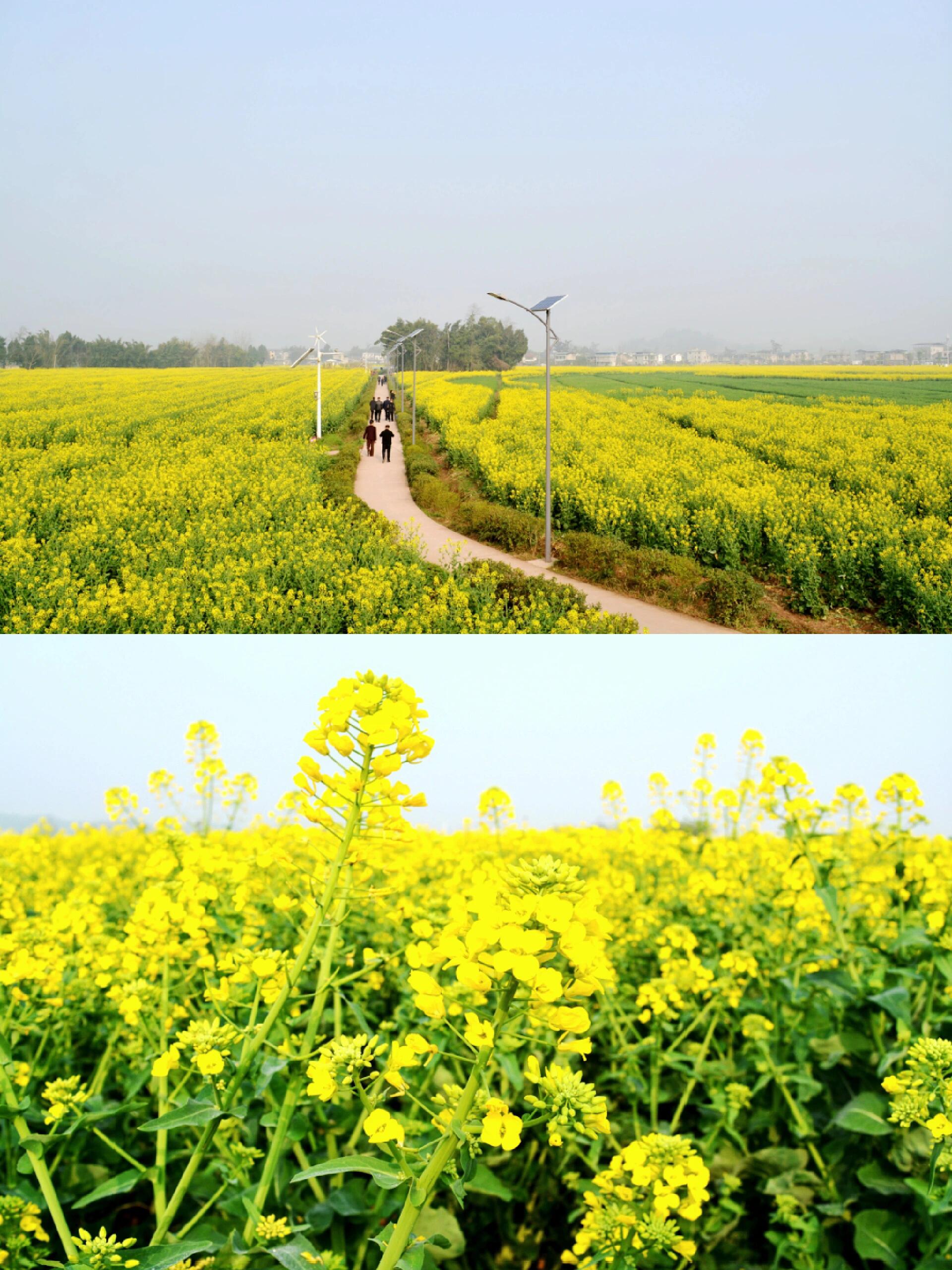 重庆西北部的潼南区油菜种植基地崇龛镇陈抟故里景区万亩油菜花又竞相