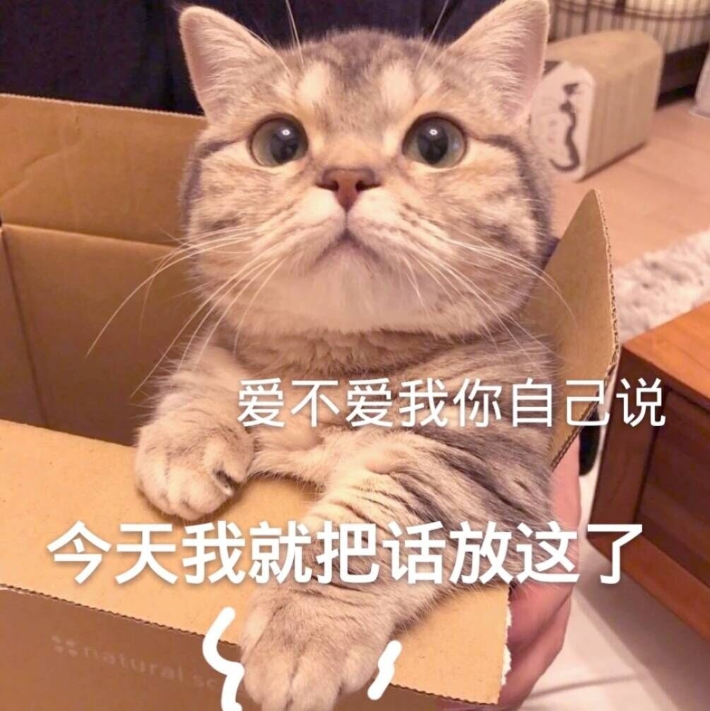 沙雕猫咪🐱表情包