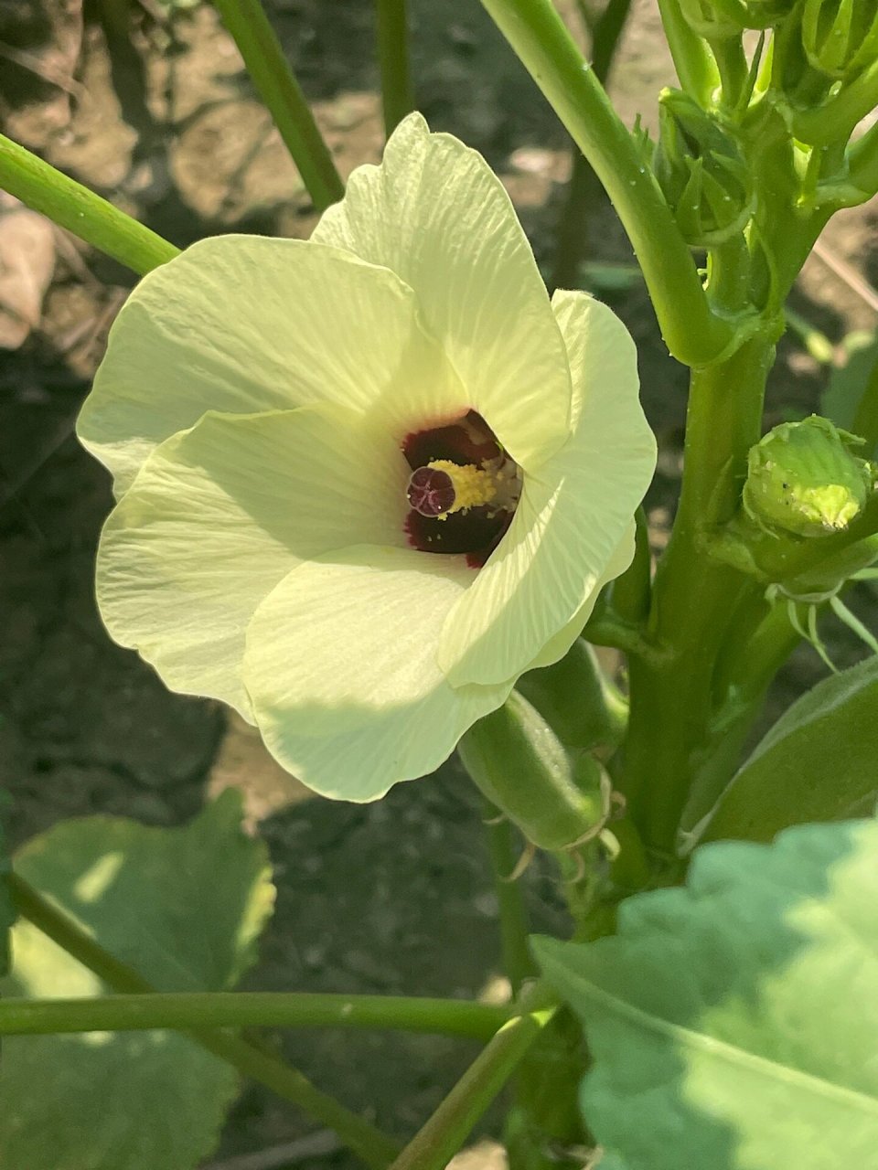 秋葵终于开花了开花了! 种植的水果秋葵终于开花了 有什么烹饪方法吗