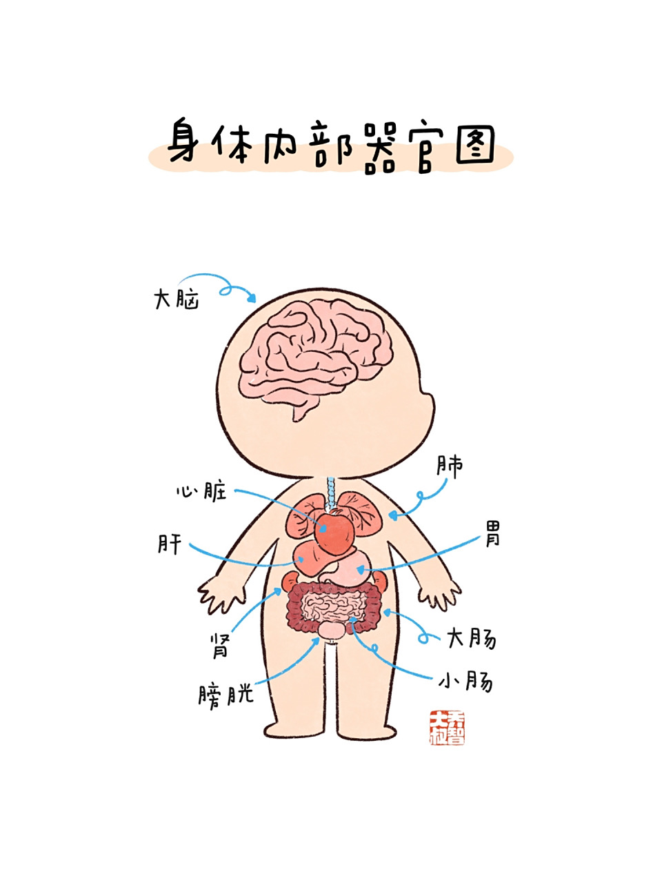 身体内部器官图鉴 小朋友,你都认识哪些身体的内部器官呢?