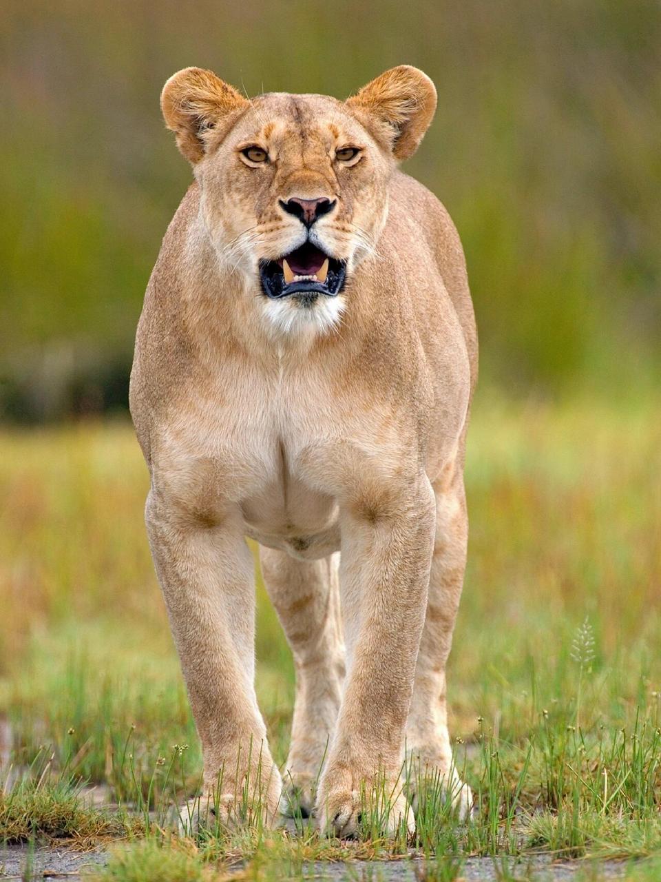 雌狮如此美丽,我竟无言以对.