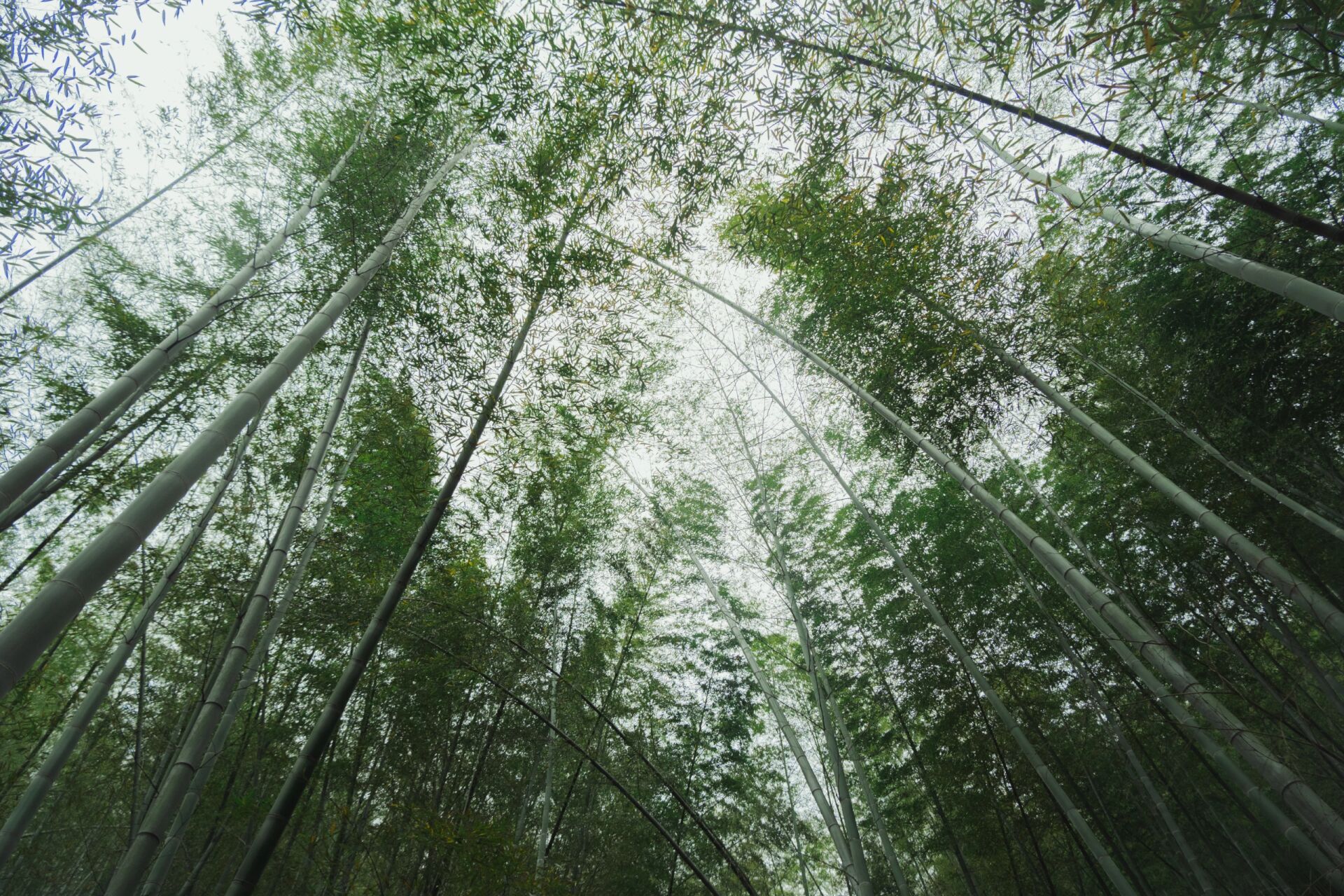 广德笄山竹海图片