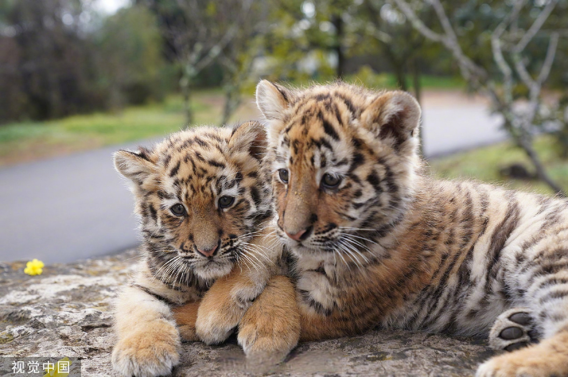 姓虎不读hu还可读mao!】你知道吗?"虎"其实还是一个姓氏.