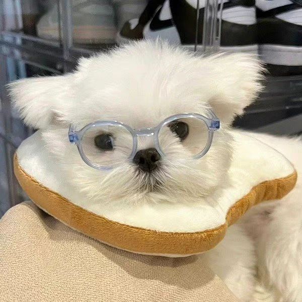 超可爱的马尔济斯博美小白狗头像 超可爱的小白狗头像 来源:06侵删