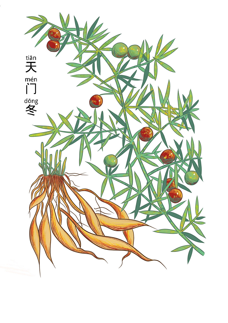 中医药本草植物手绘作品-天门冬 中医药本草植物手绘作品-天门冬