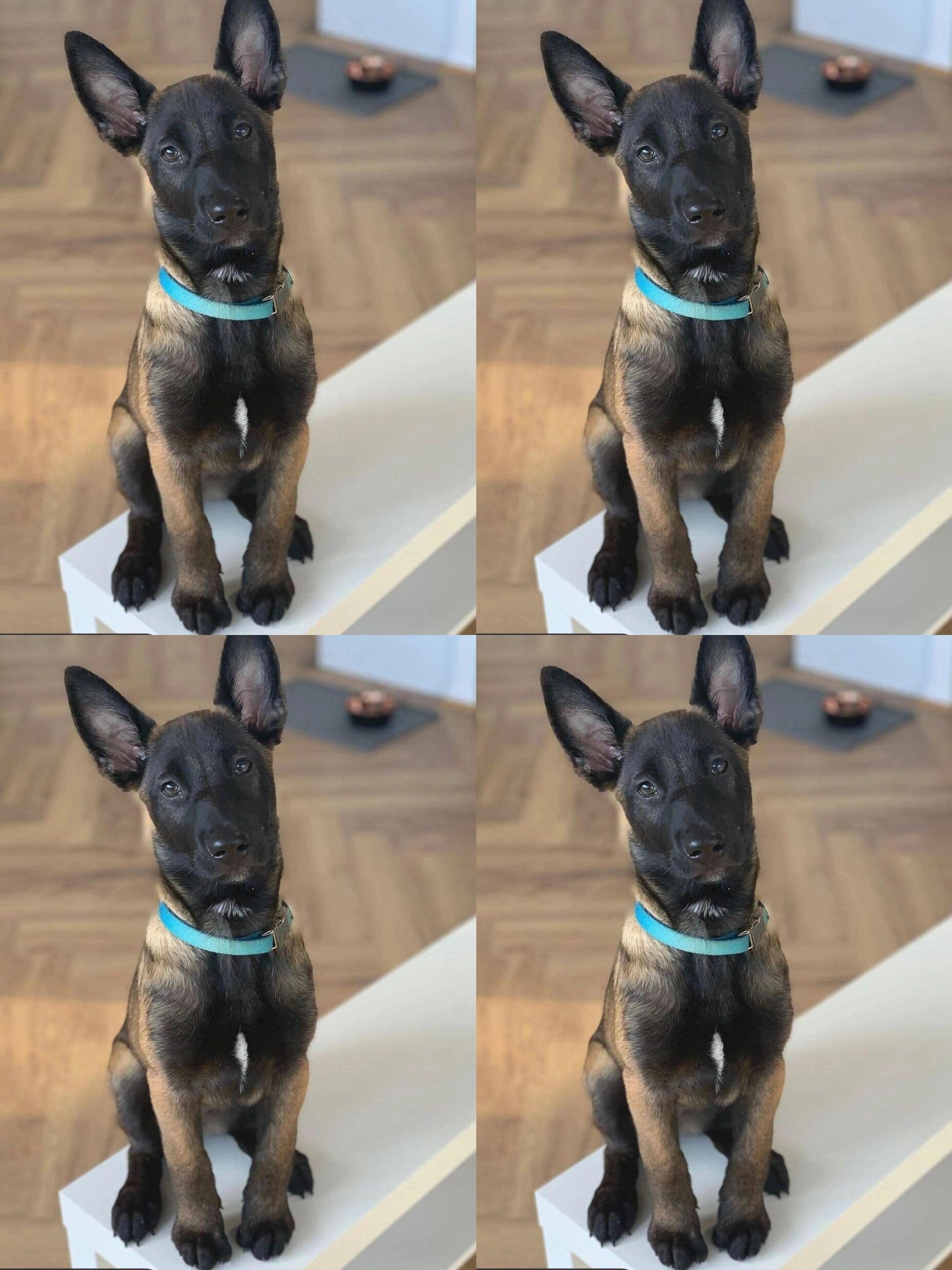 马犬幼崽1200一只 寻找有缘人带走