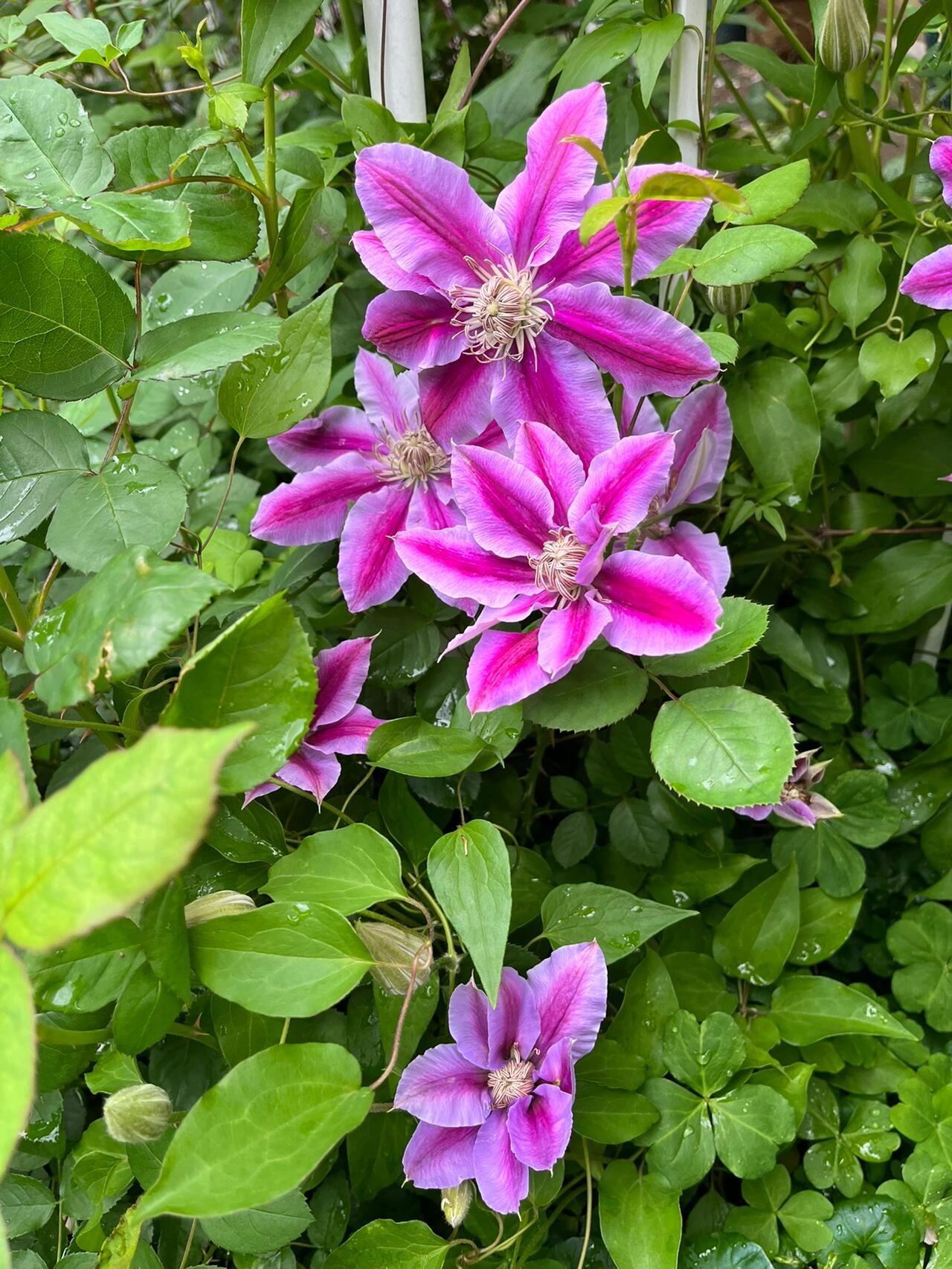 铁线莲——鲁佩尔博士(经典)