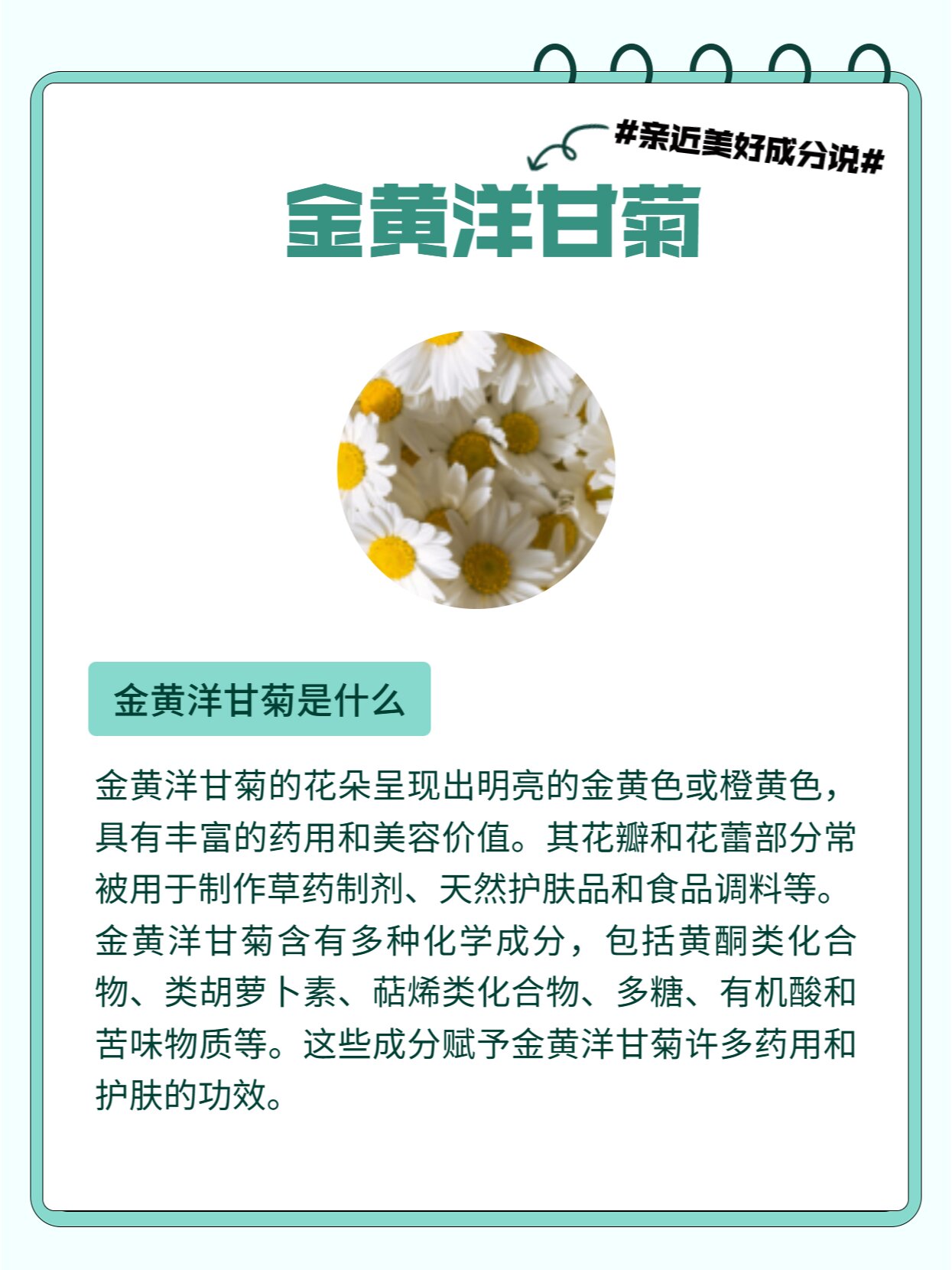 黄金洋甘菊图片