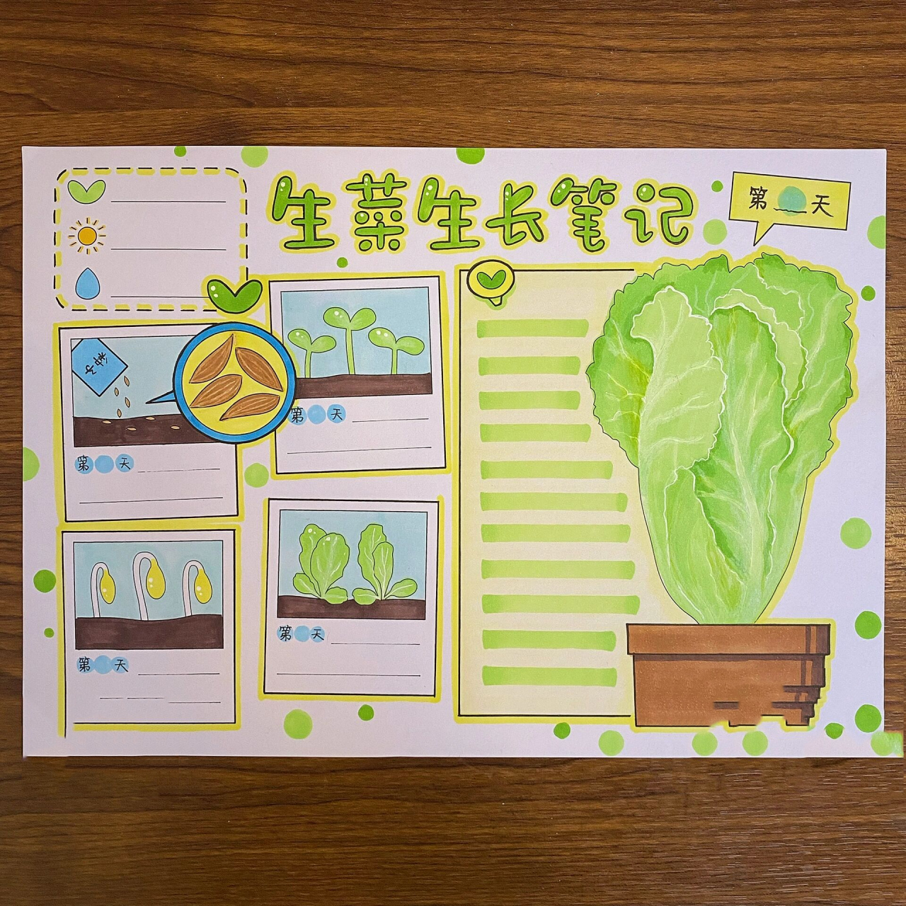 生菜生长笔记02植物观察笔记 对对吉手抄报 这是我第一次画植物观察