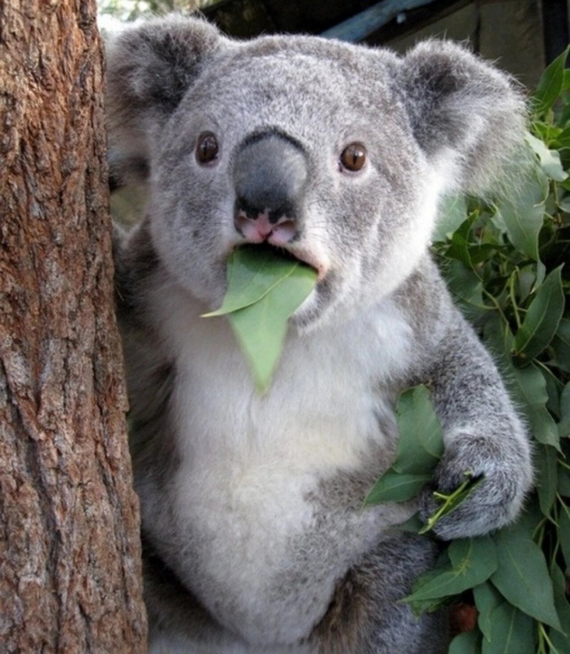 每天认识一种动物(43)考拉 中文名:树袋熊 学名:phascolarctos