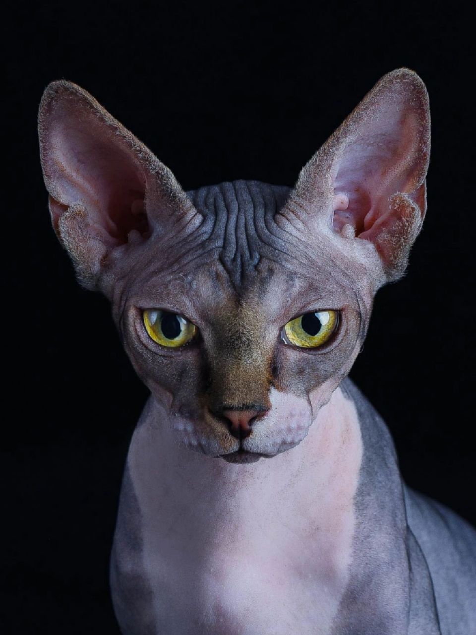 当之无愧的破坏神比鲁斯 无毛斯芬克斯猫  斯芬克斯无毛猫 近几年才