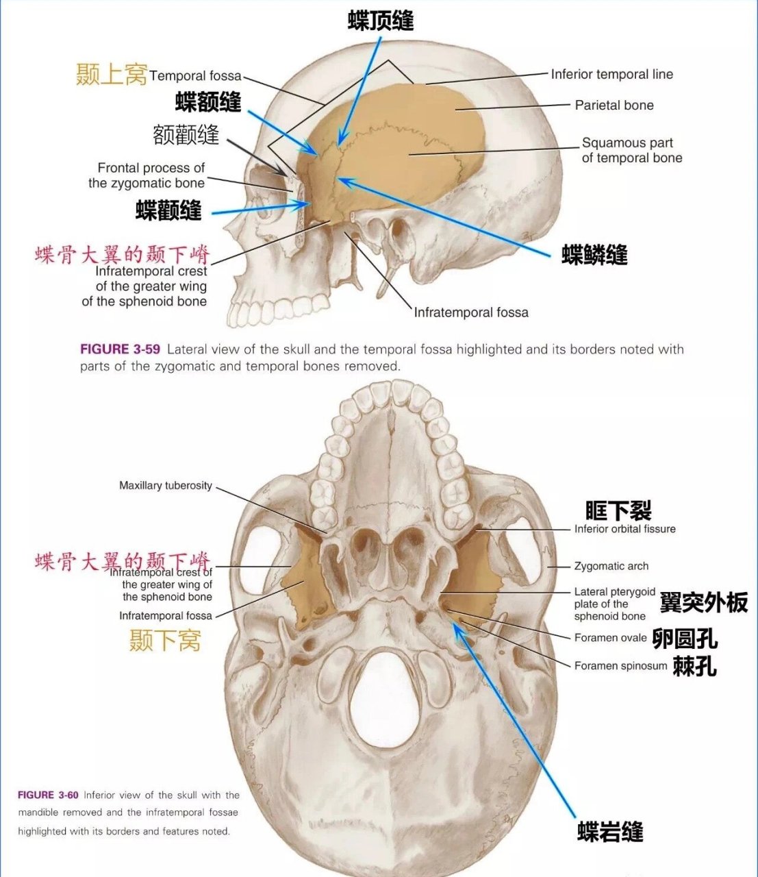 蝶骨翼突钩图片