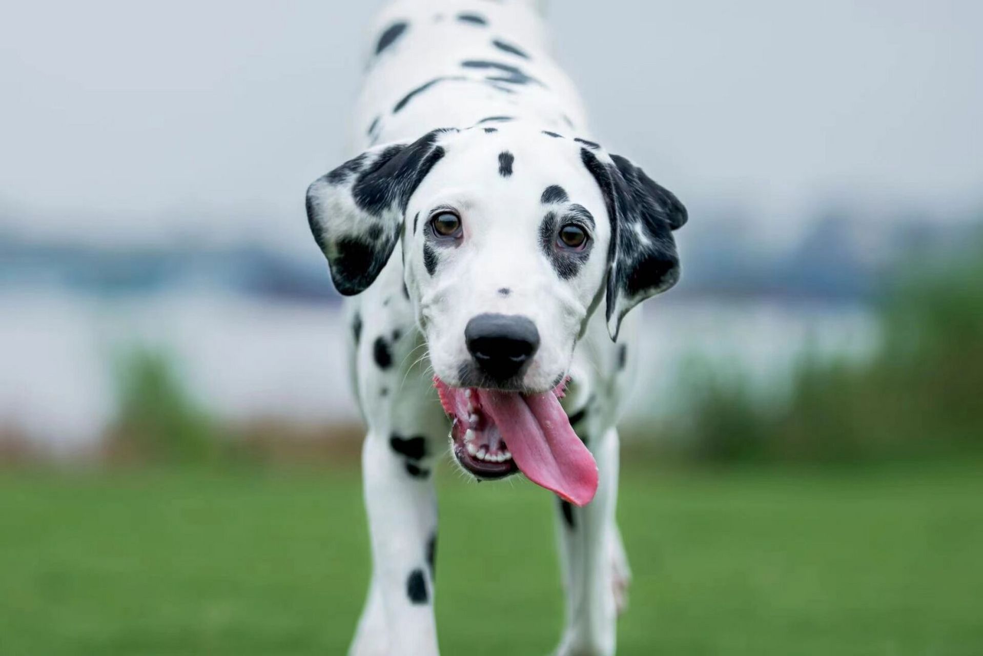 小狗小狗 #我家宠物好可爱# #大麦町犬# #斑点狗