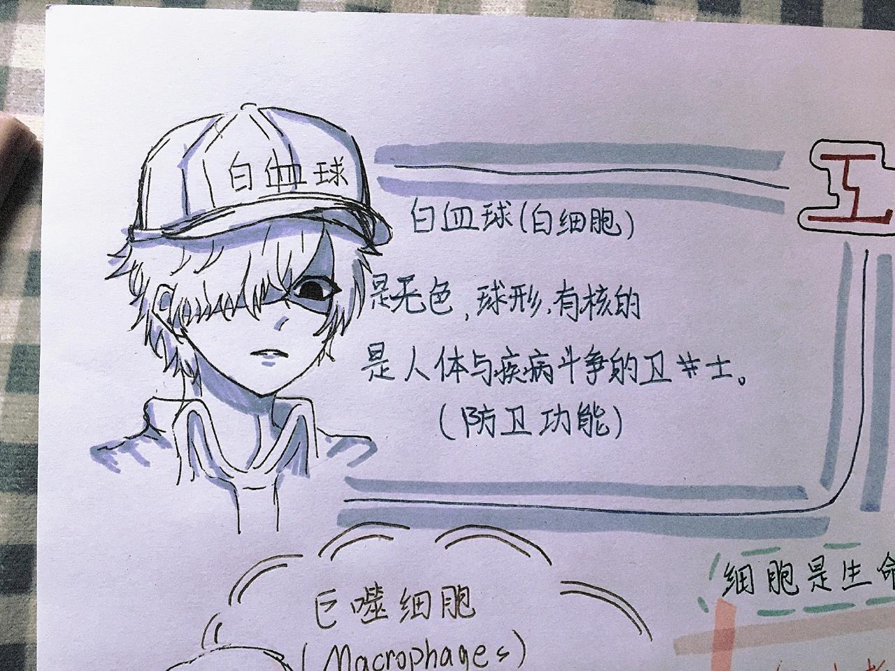 生物手抄报(白血球真帅