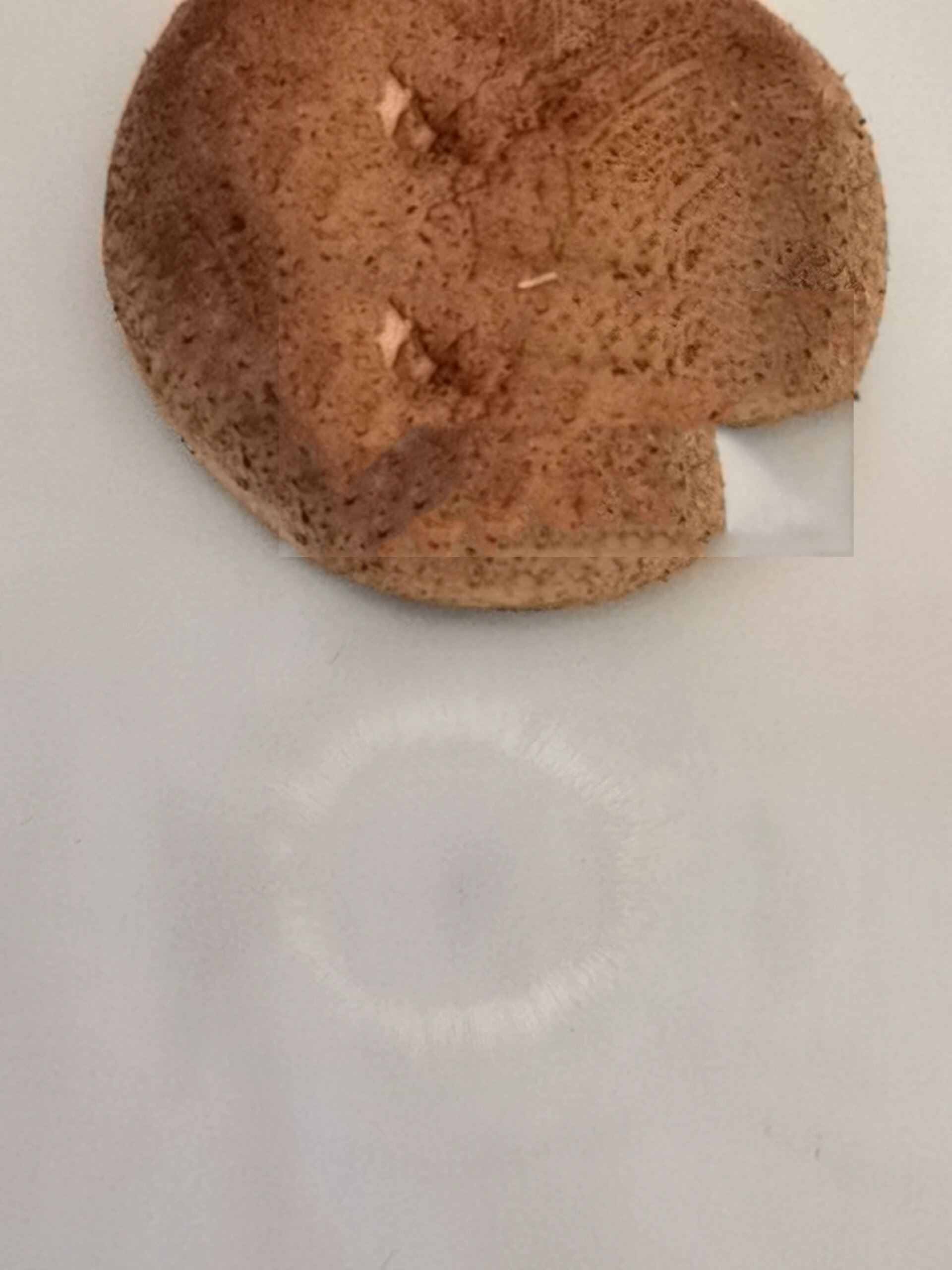 历经3天终于有孢子印了!用黑色的卡纸更明显!