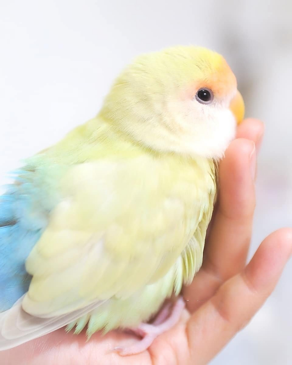 先来科普,很多小哥哥小姐姐心水的澳桂名称的由来:"澳洲肉桂",简称"