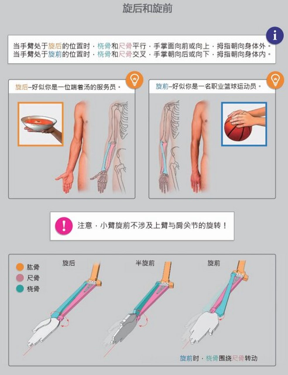 上肢详解与上肢旋转的形态变化 今天给大家带来的是上肢详解