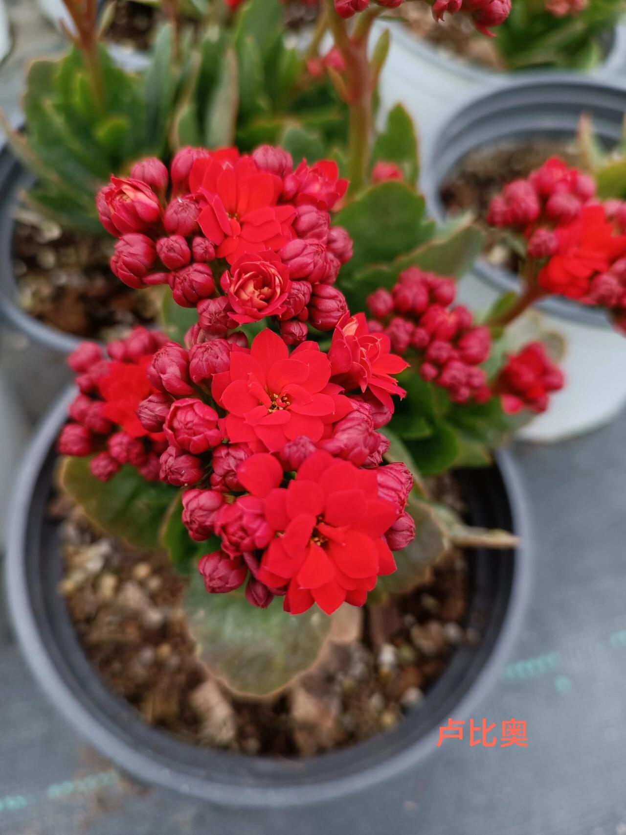 长寿花之红色重瓣系列