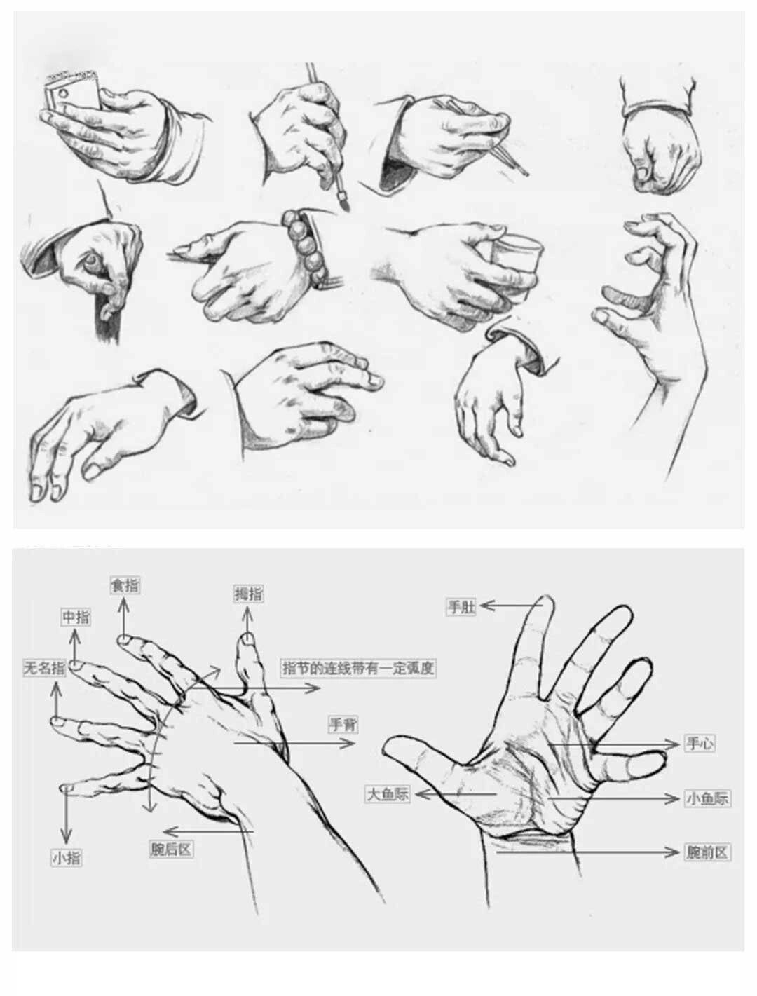 手部速写讲解图片