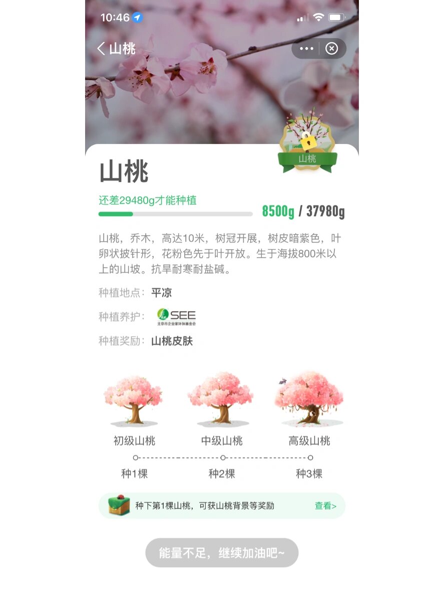 蚂蚁森林山桃合种