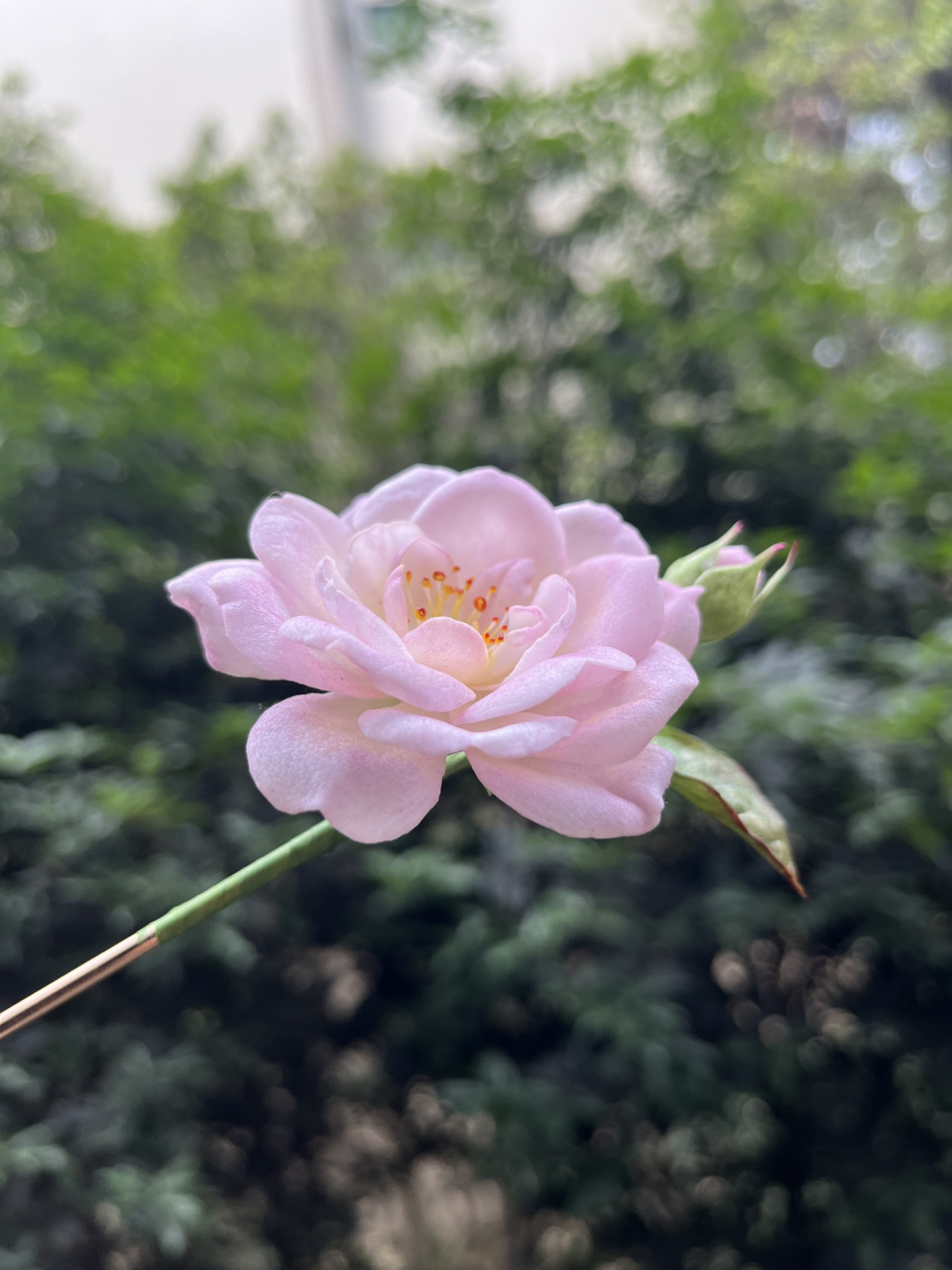 通草花 薔薇花 春末,初夏!又是薔薇花開放的時節