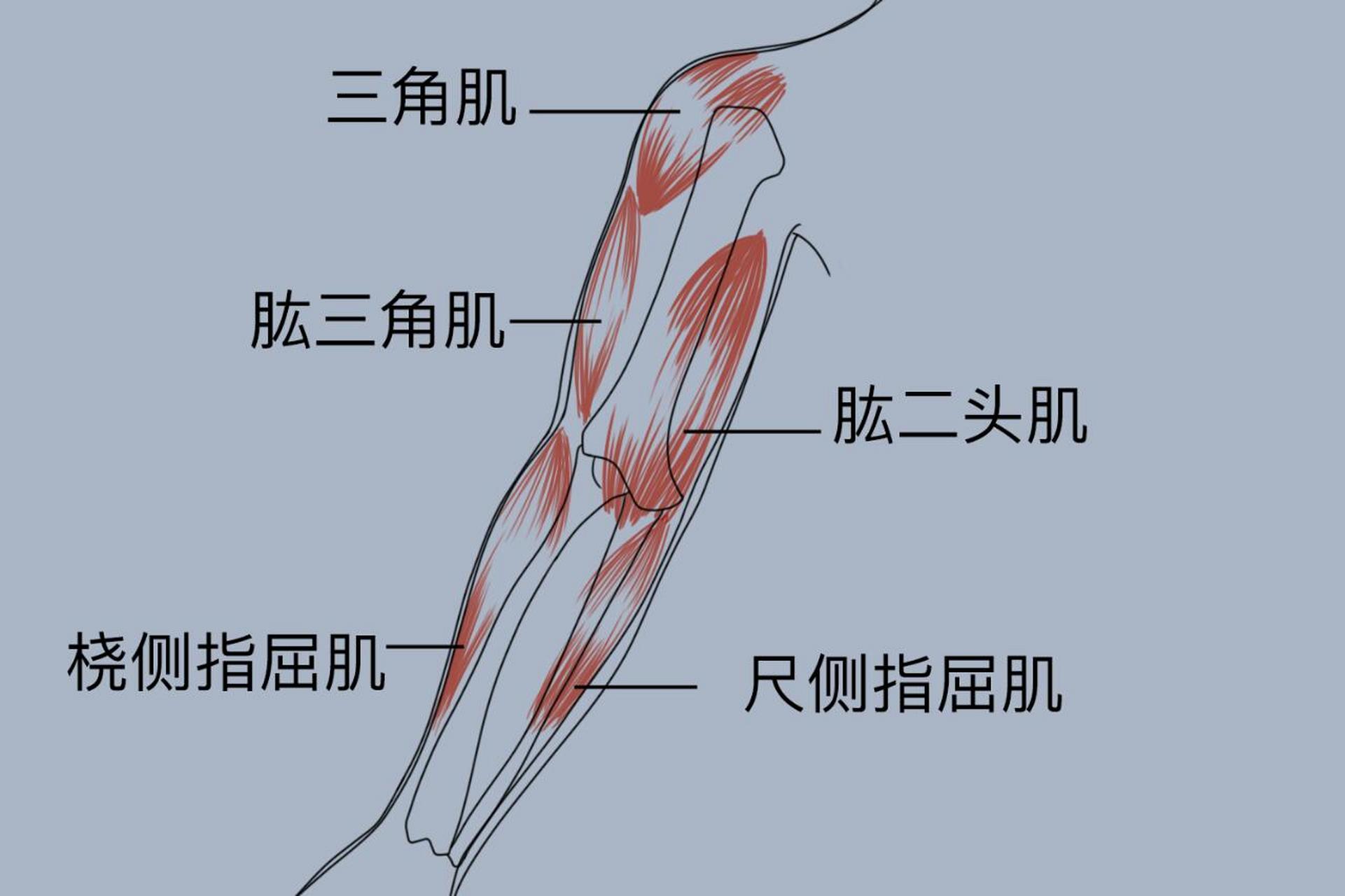 肱桡肌在哪个位置图片图片