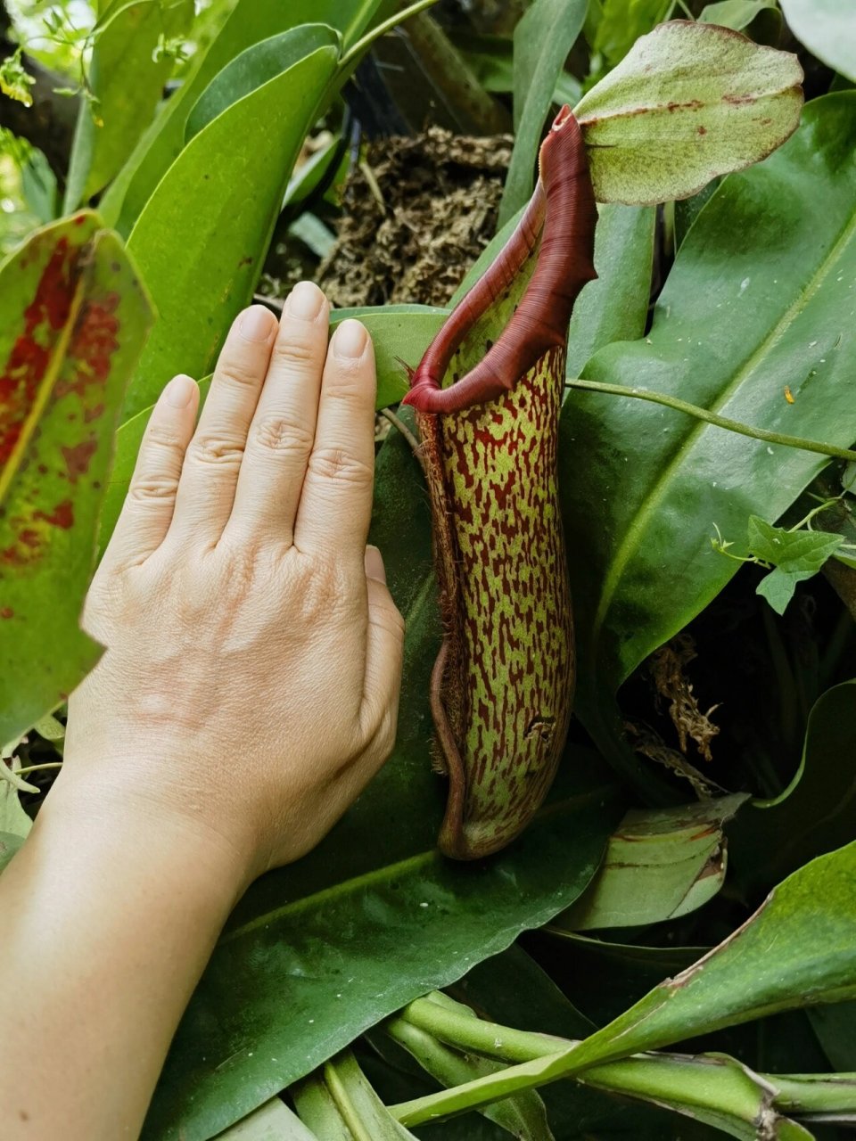 喜欢🌸,欣赏🌸-"猪笼入水"猪笼草 猪笼草 猪笼草科猪笼草属