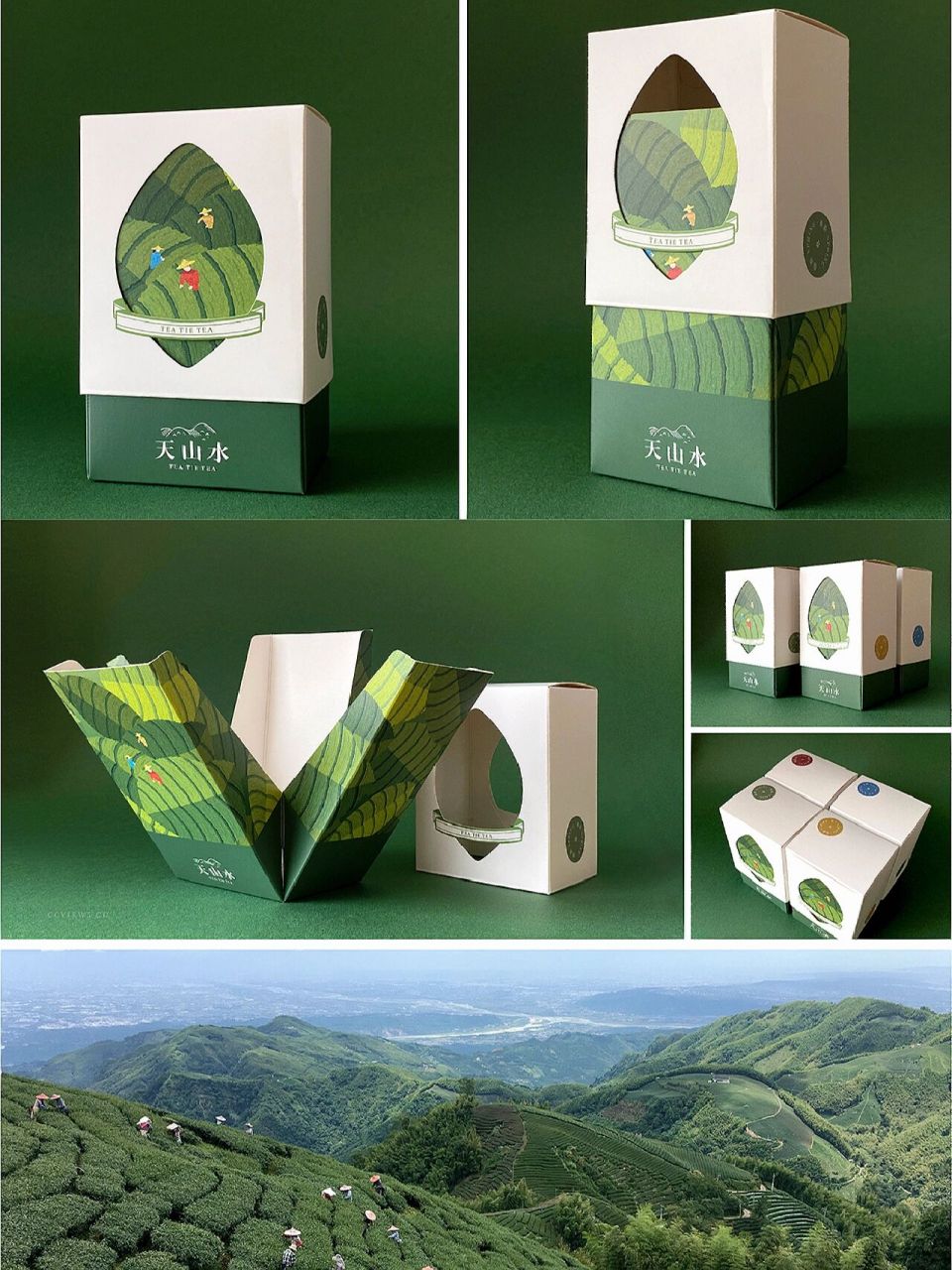 茶叶包装设计|叶形观景开窗包装盒型设计 天山水茶叶包装设计以透过