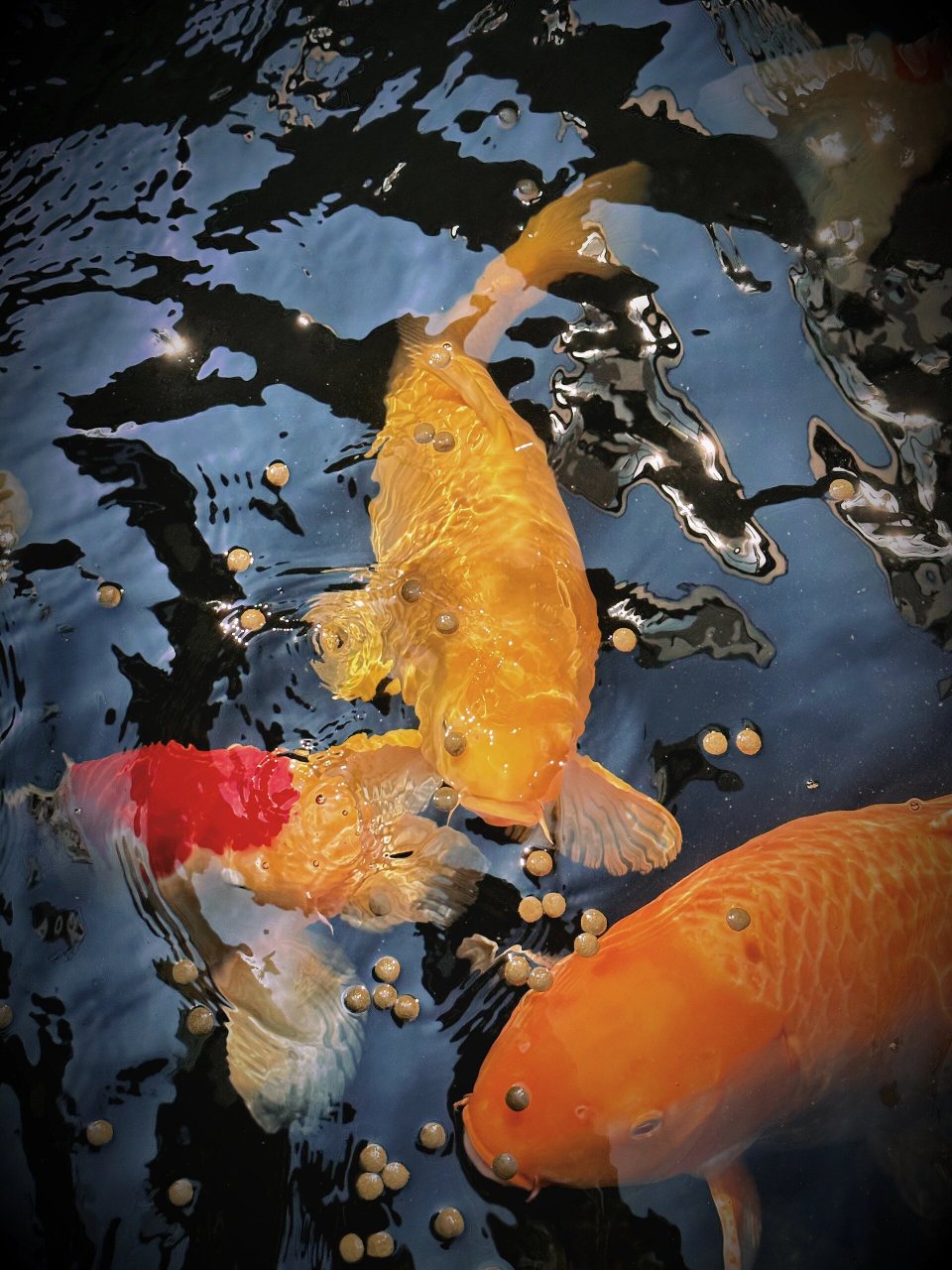 好运锦鲤|阳光下的"金色传说" 阳光下的金色锦鲤真的太漂亮了 整个